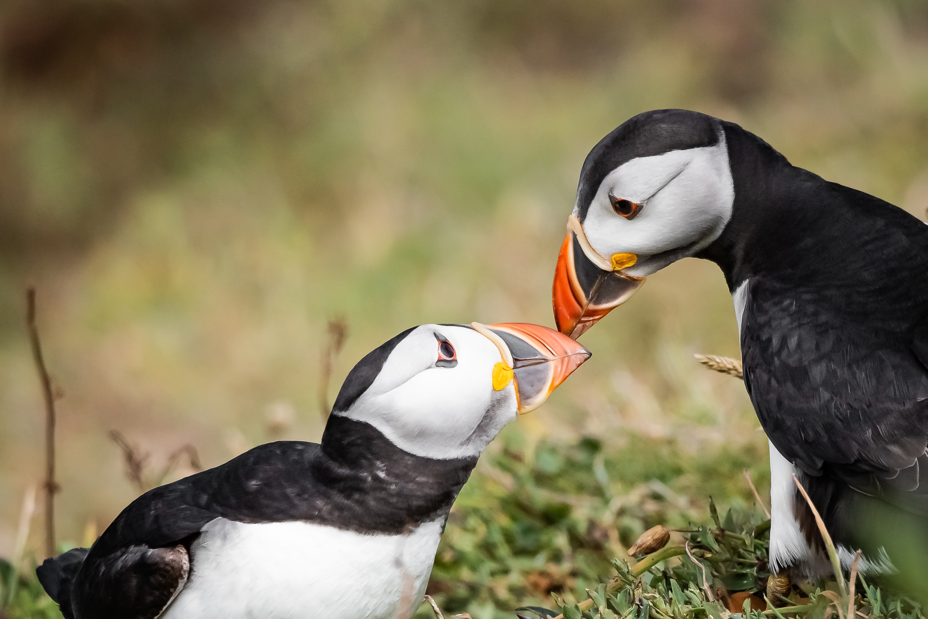 Baixar papel de parede para celular de Animais, Aves, Pássaro, Papagaio Do Mar gratuito.