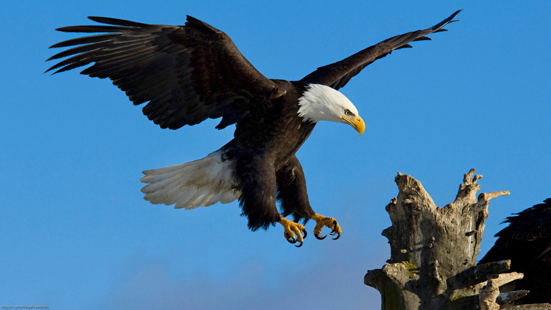 1458697 скачать обои птица, орел, летающий, животные, белоголовый орлан - заставки и картинки бесплатно