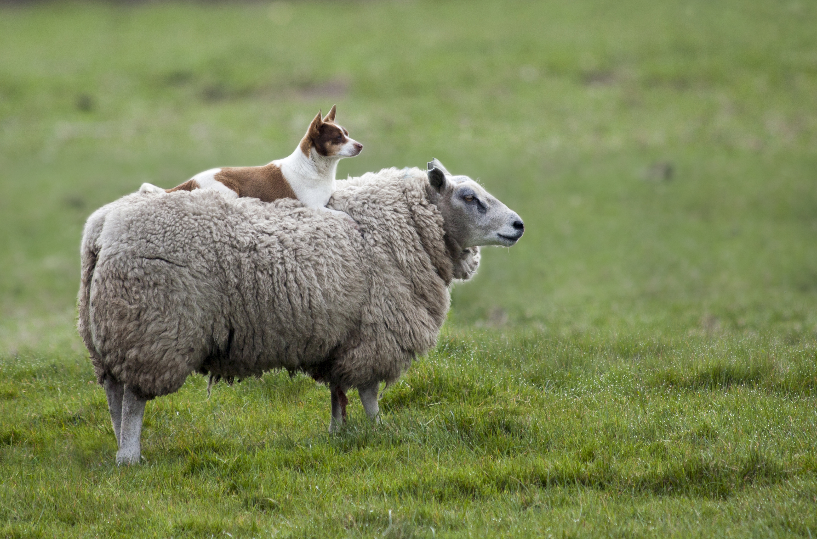 155987 télécharger l'image mouton, animaux, herbe, chien, le mouton - fonds d'écran et économiseurs d'écran gratuits