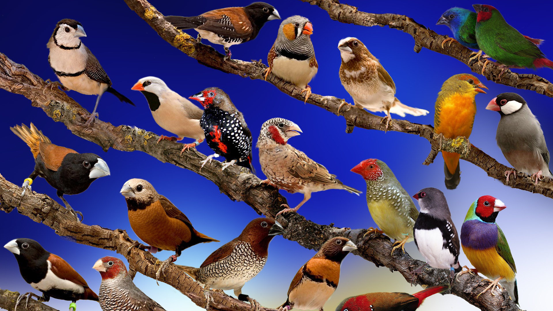226890 descargar fondo de pantalla animales, fringílido, aves: protectores de pantalla e imágenes gratis