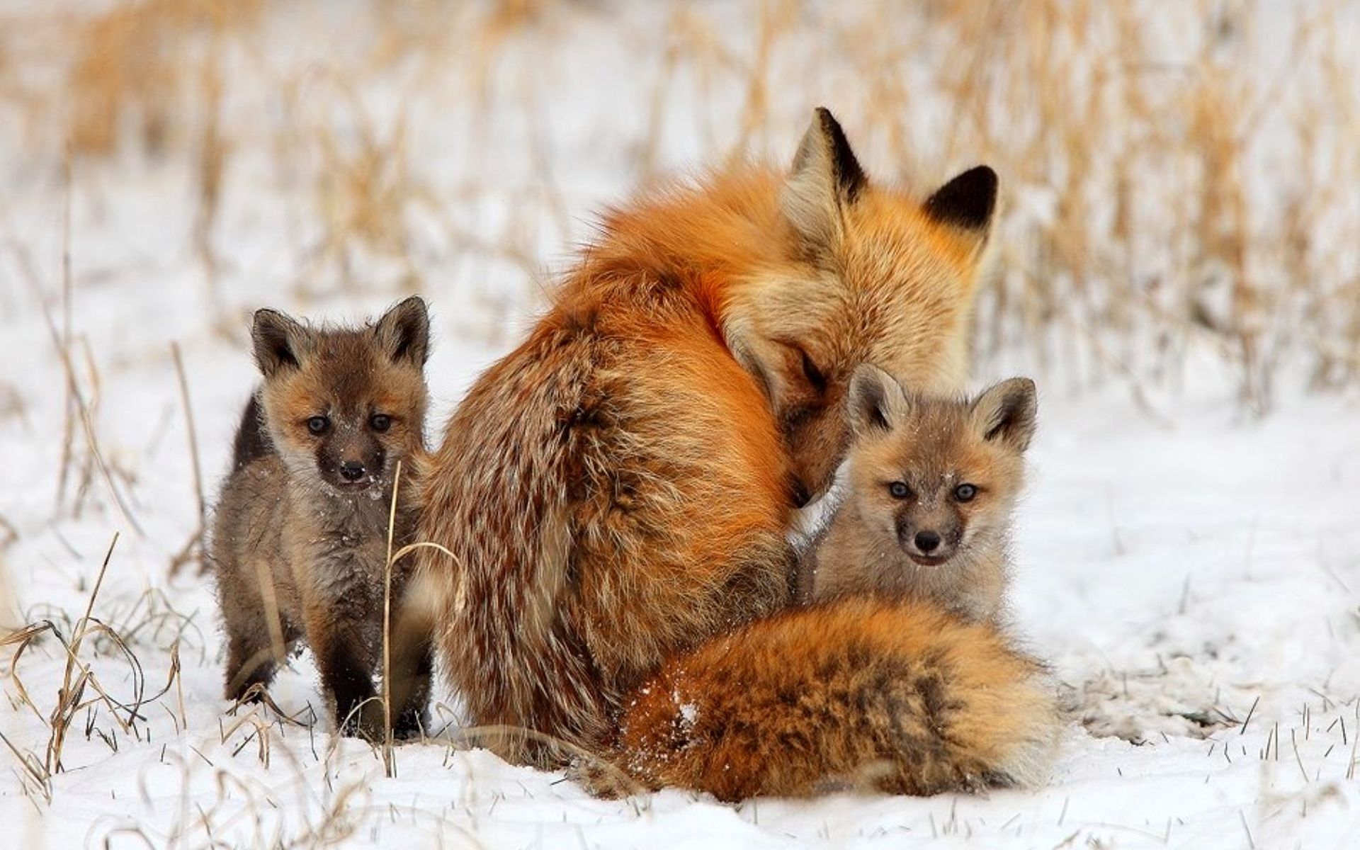 Handy-Wallpaper Tiere, Fuchs kostenlos herunterladen.