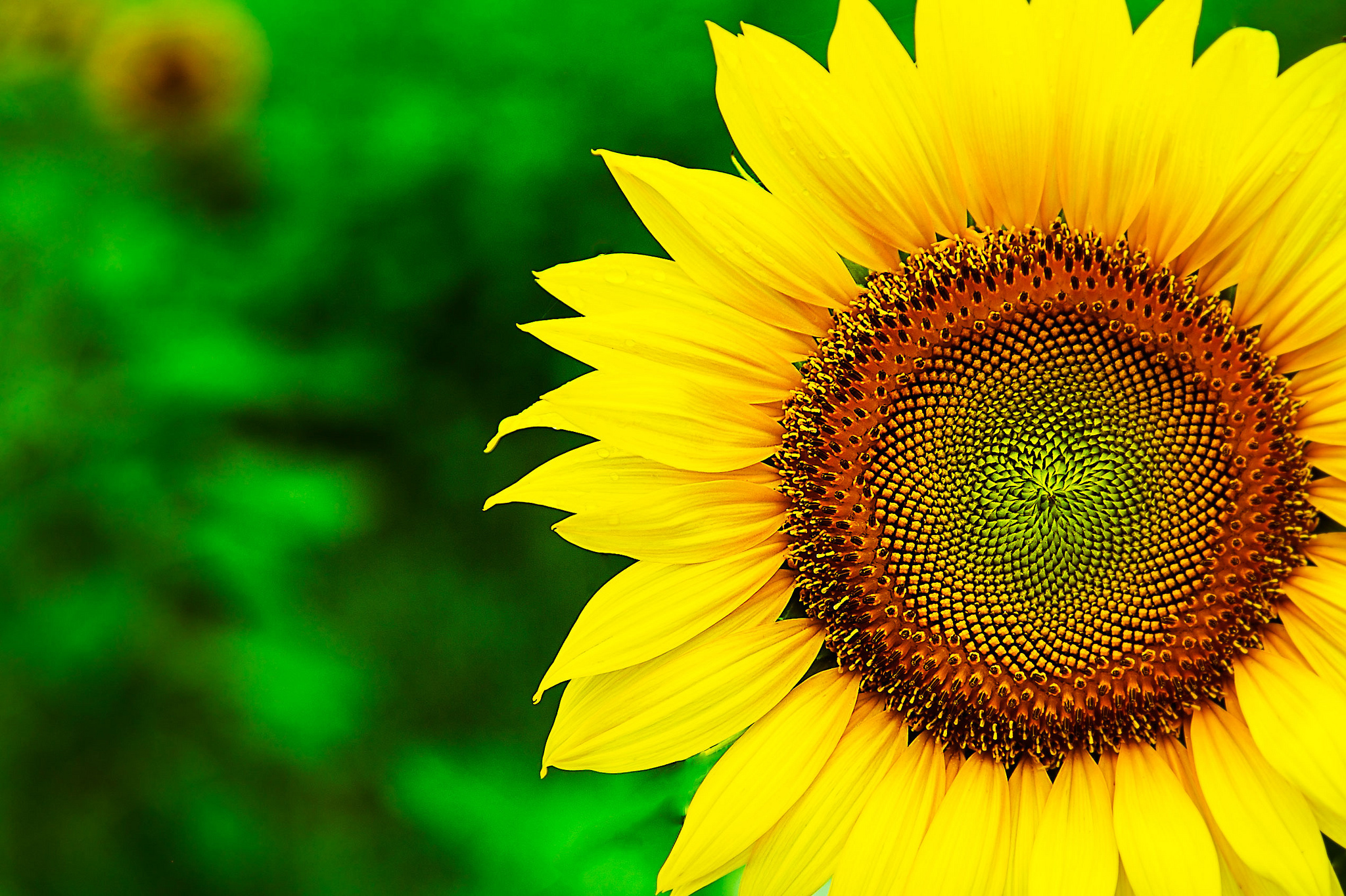 309522 Hintergrundbild herunterladen sonnenblume, erde/natur, blumen - Bildschirmschoner und Bilder kostenlos