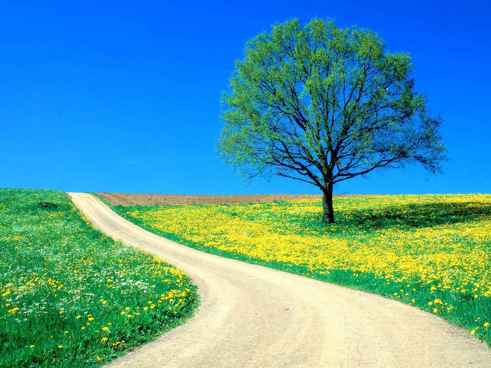 Download mobile wallpaper Wood, Tree, Field, Road, Flowers, Nature, Dandelions for free.