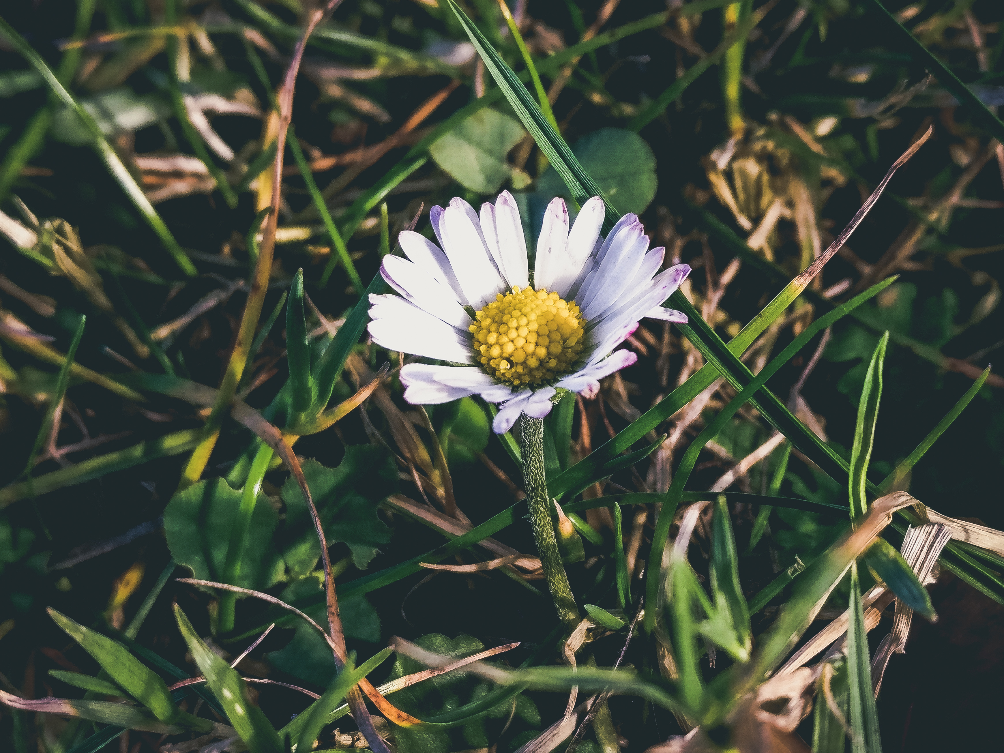 Download mobile wallpaper Grass, Chamomile, Petals, Flowers, Camomile for free.