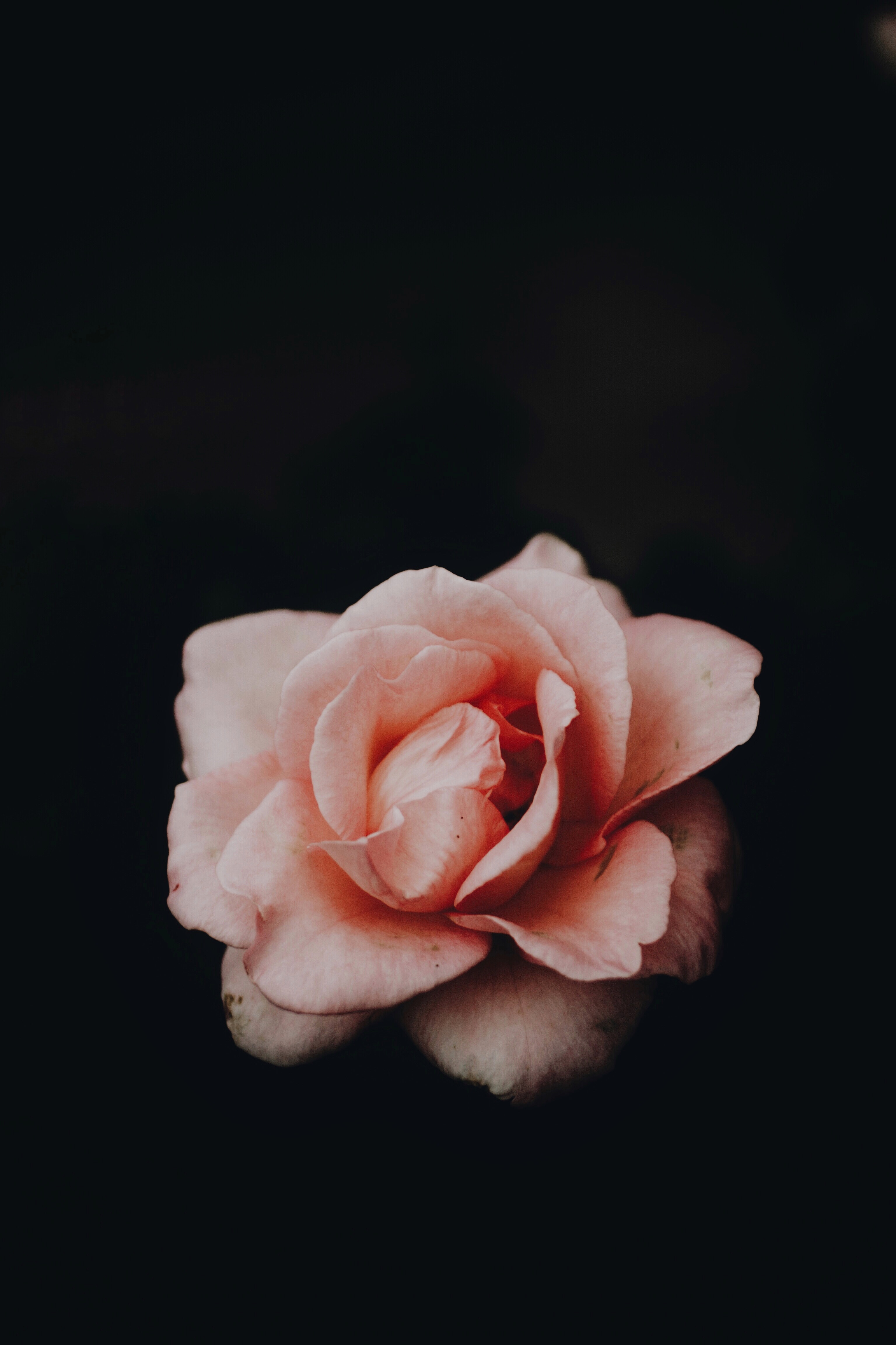 Download mobile wallpaper Bud, Rose Flower, Petals, Rose, Pink, Flowers, Dark Background for free.
