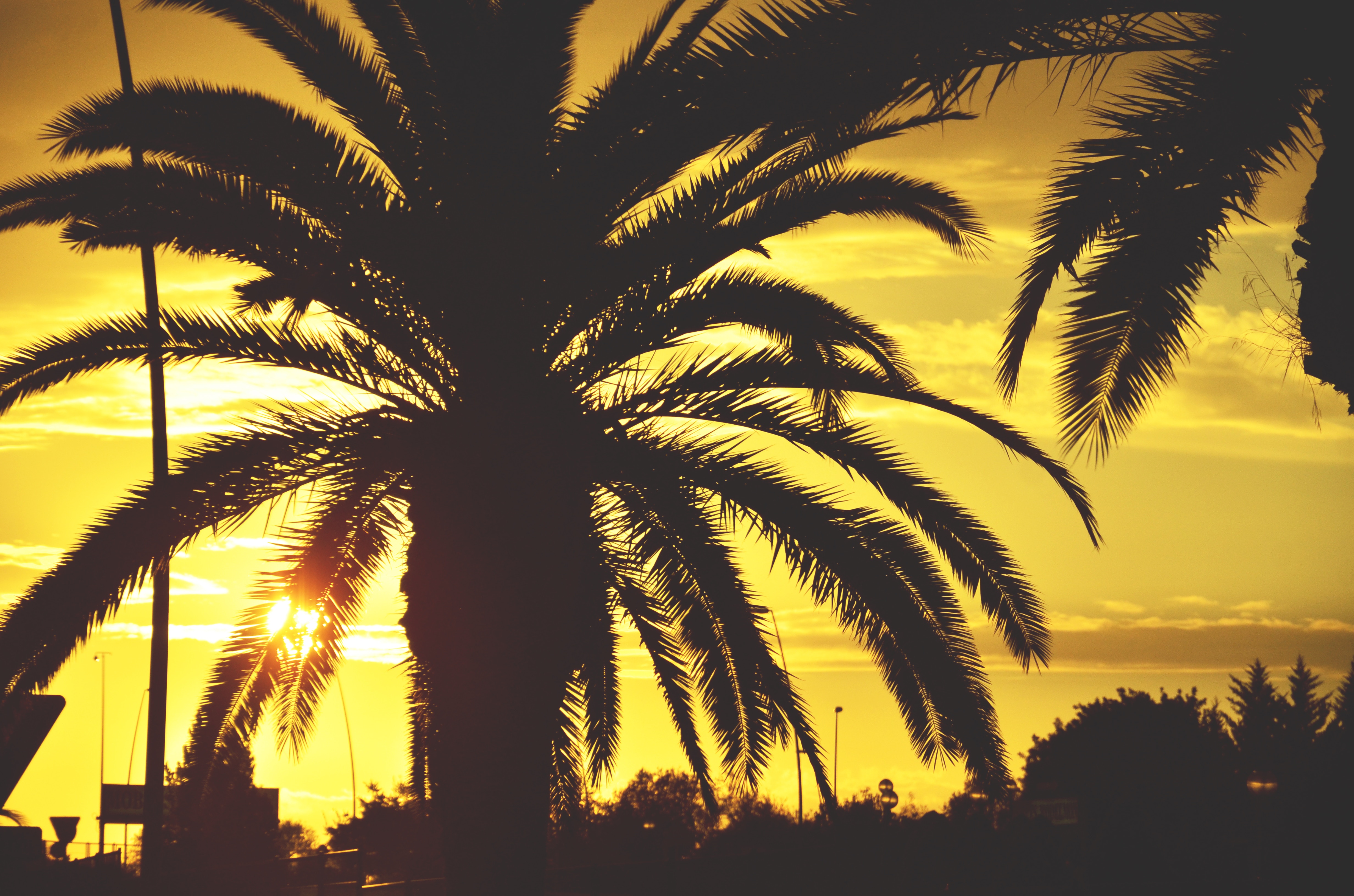 Laden Sie das Sky, Sonnenlicht, Natur, Sunset, Palm, Palme, Tropen-Bild kostenlos auf Ihren PC-Desktop herunter