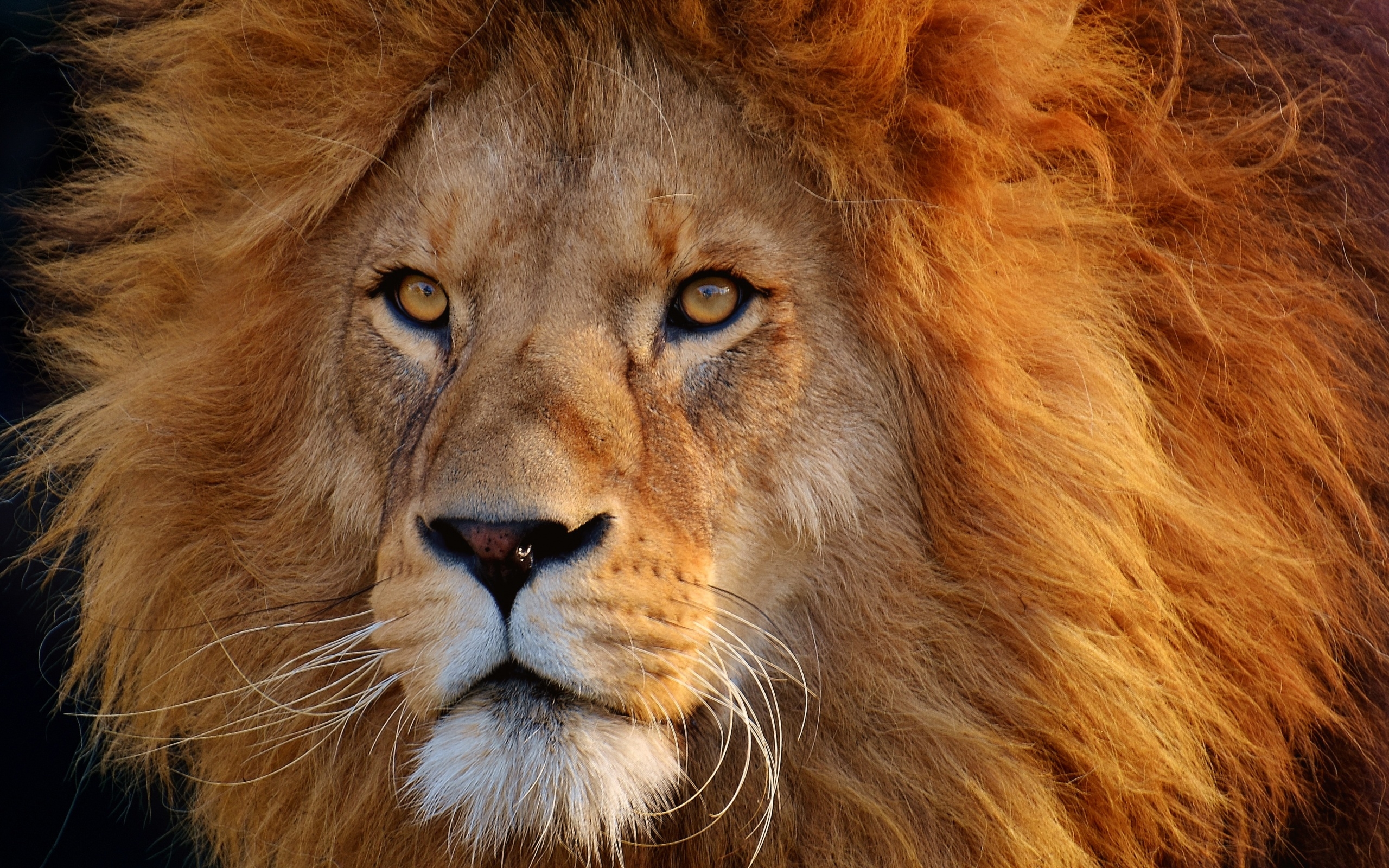 Download mobile wallpaper Cats, Close Up, Lion, Animal, Face for free.