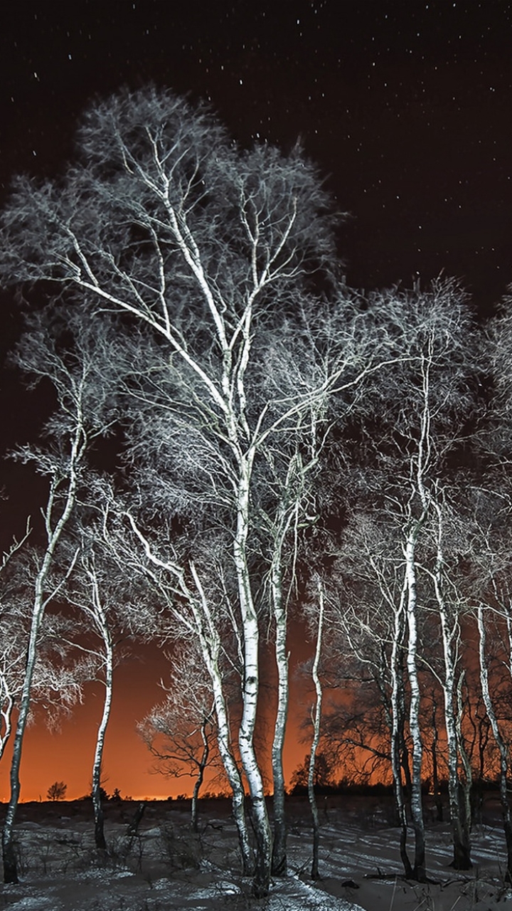 Download mobile wallpaper Winter, Nature, Night, Tree, Starry Sky, Earth, Birch for free.