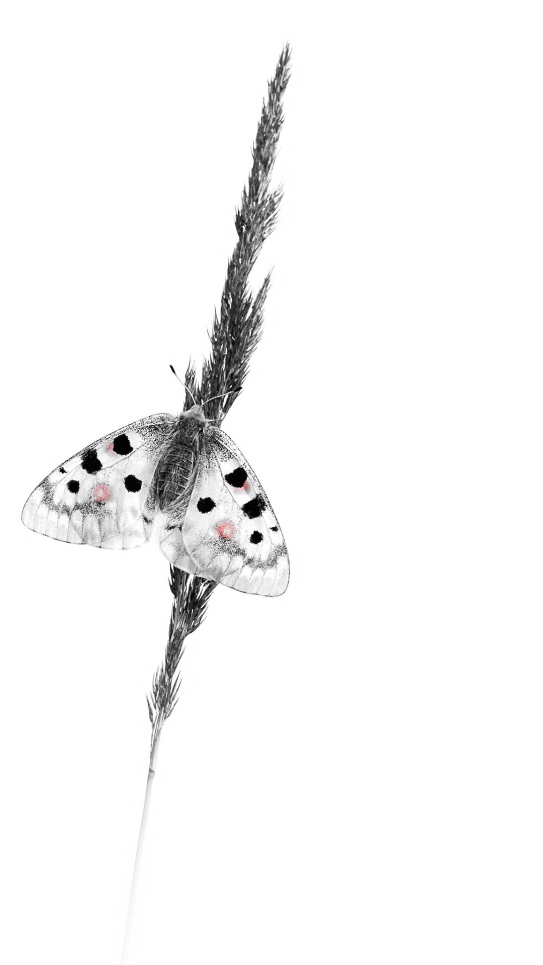Download mobile wallpaper Insect, Butterfly, Animal, Minimalist for free.