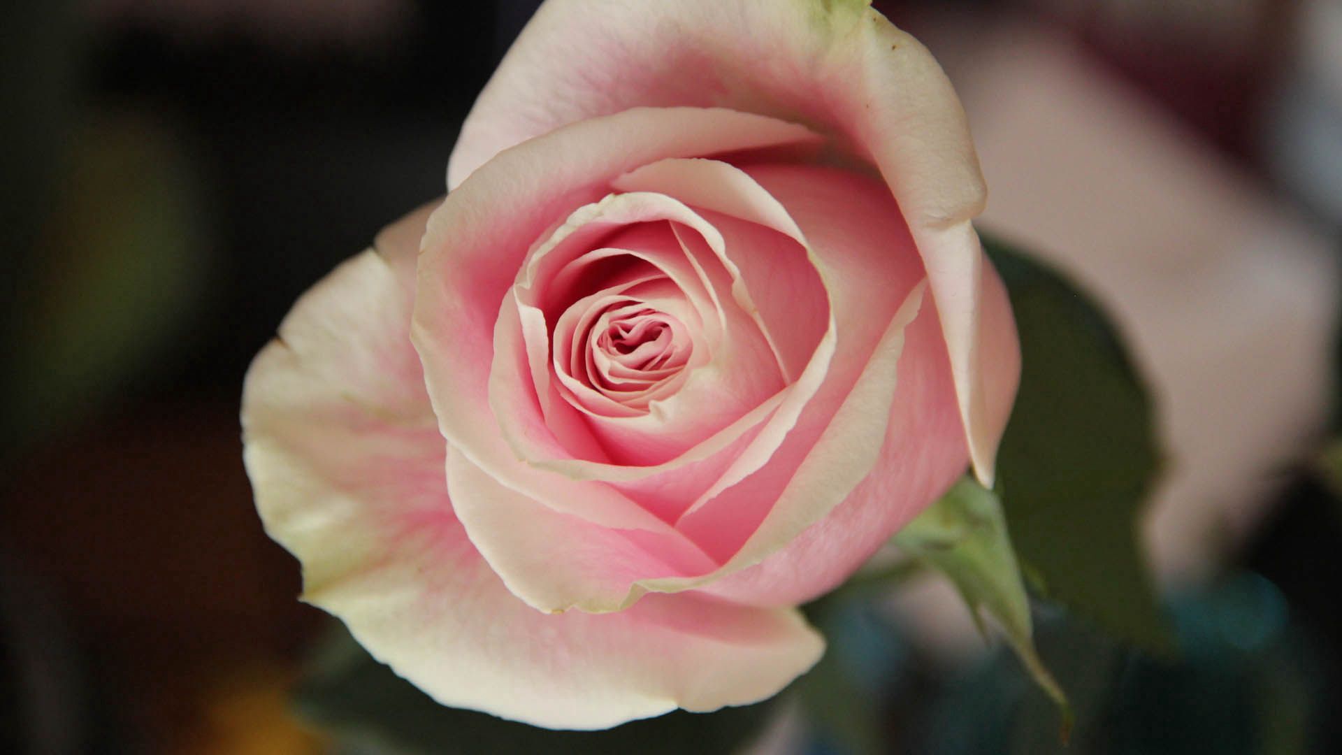 Téléchargez gratuitement l'image Plante, Planter, Macro, Pétales, Une Rose, Rose sur le bureau de votre PC