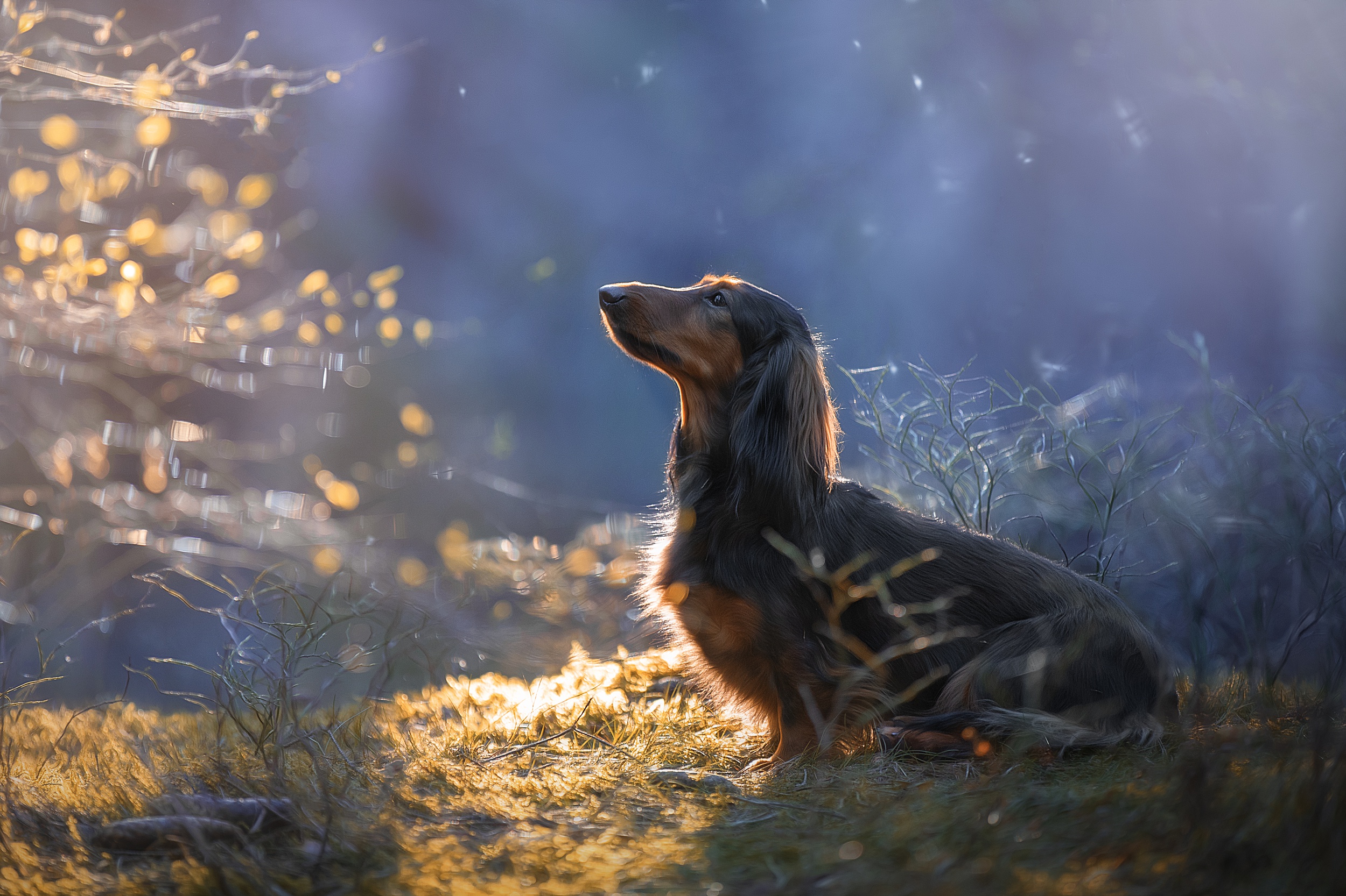 Free download wallpaper Dogs, Dog, Animal, Dachshund on your PC desktop