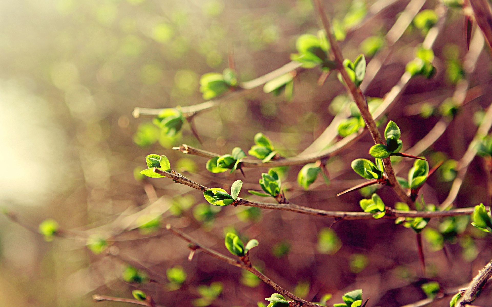 Free download wallpaper Spring, Macro, Branches, Greens, Leaves on your PC desktop