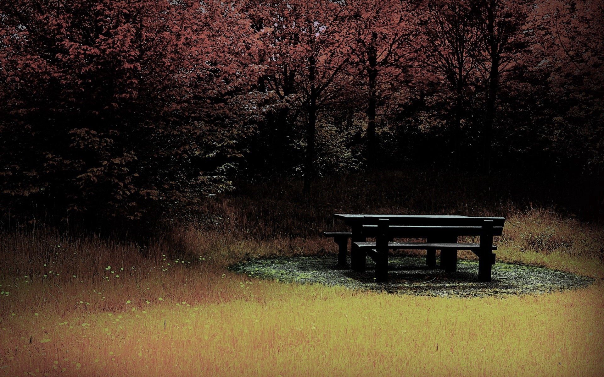 89632 скачать картинку скамейка, осень, природа, лес, стол, поляна - обои и заставки бесплатно