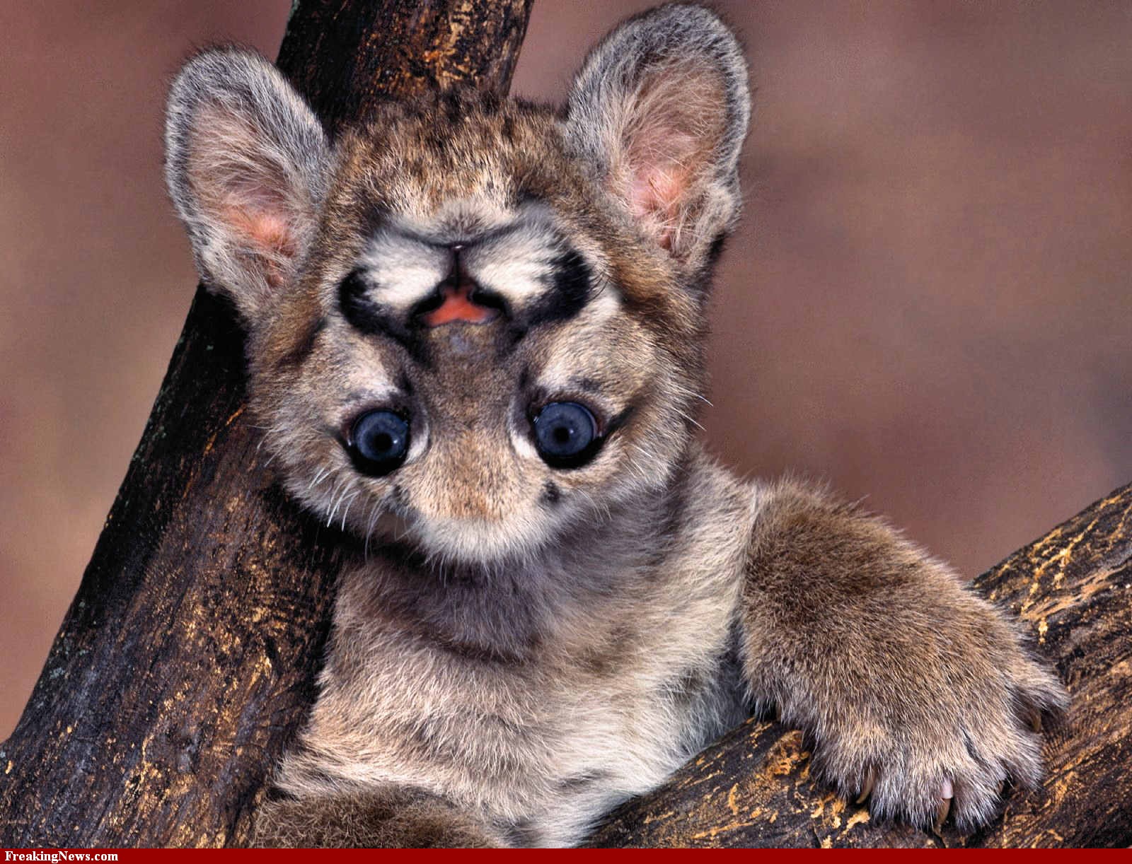 Free download wallpaper Animal, Cougar, Humor on your PC desktop