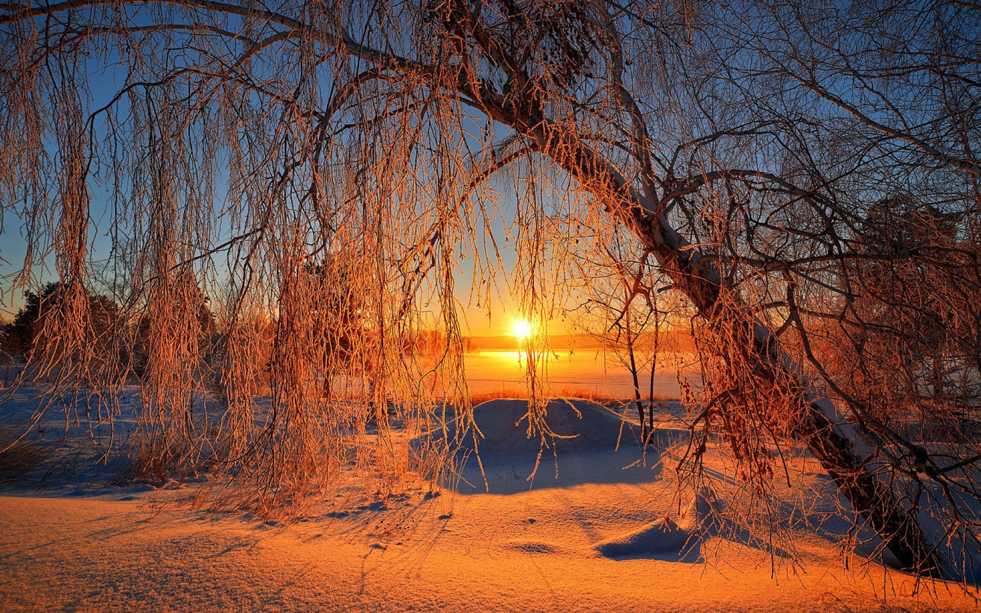 Скачать картинку Зима, Закат, Солнце, Снег, Дерево, Земля/природа в телефон бесплатно.