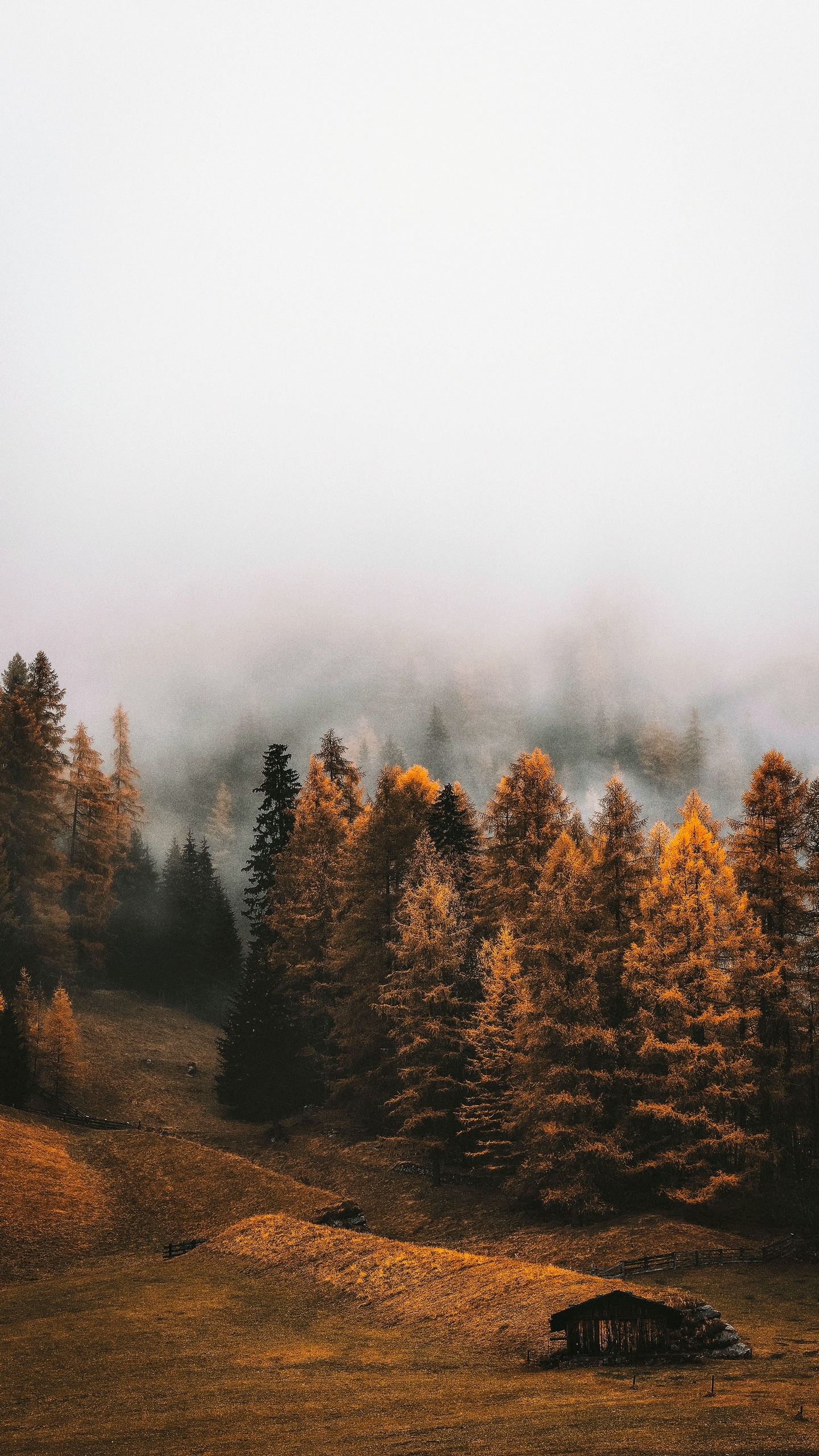 Download mobile wallpaper Forest, Fog, Earth for free.