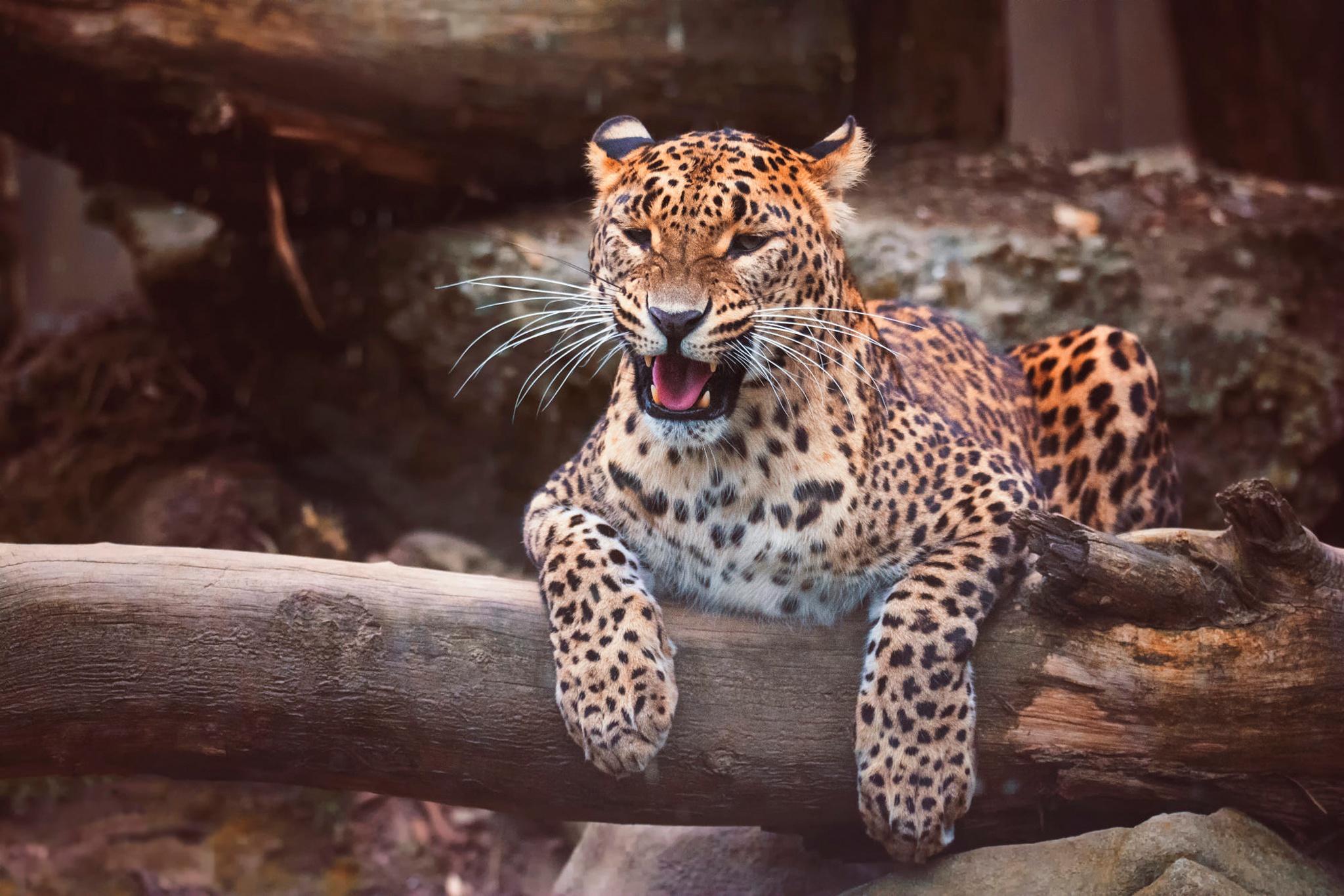 Baixar papel de parede para celular de Animais, Gatos, Leopardo gratuito.