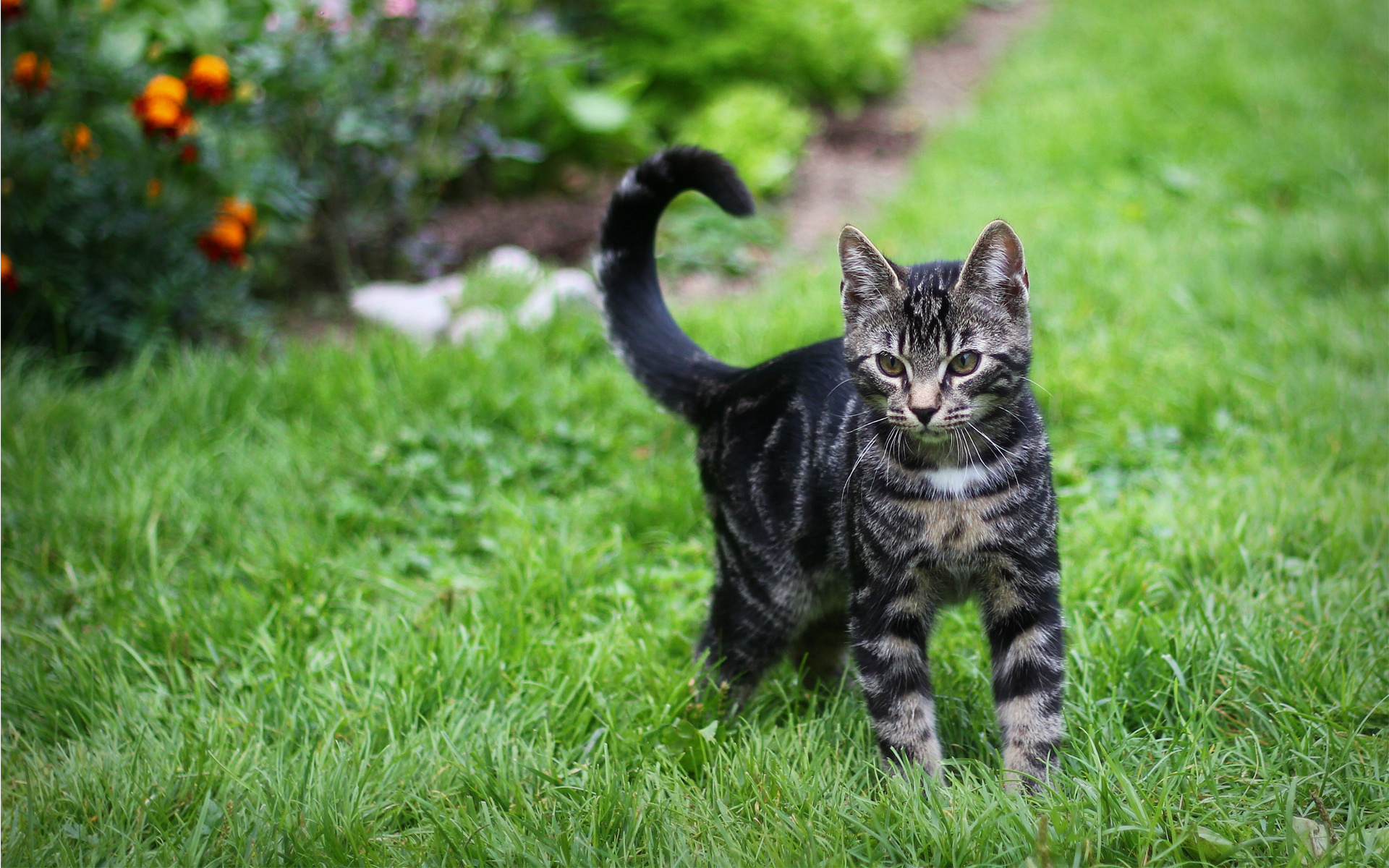 Baixe gratuitamente a imagem Gato, Gatos, Animais na área de trabalho do seu PC