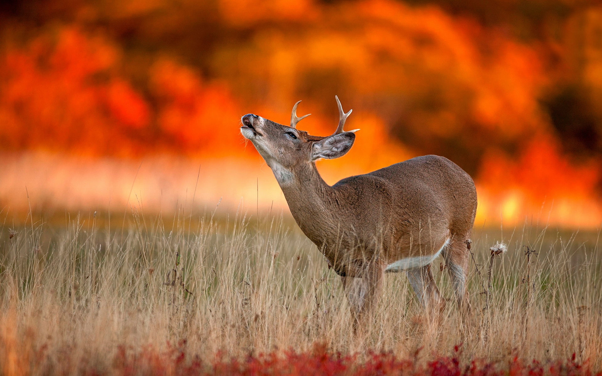 Free download wallpaper Animal, Deer on your PC desktop