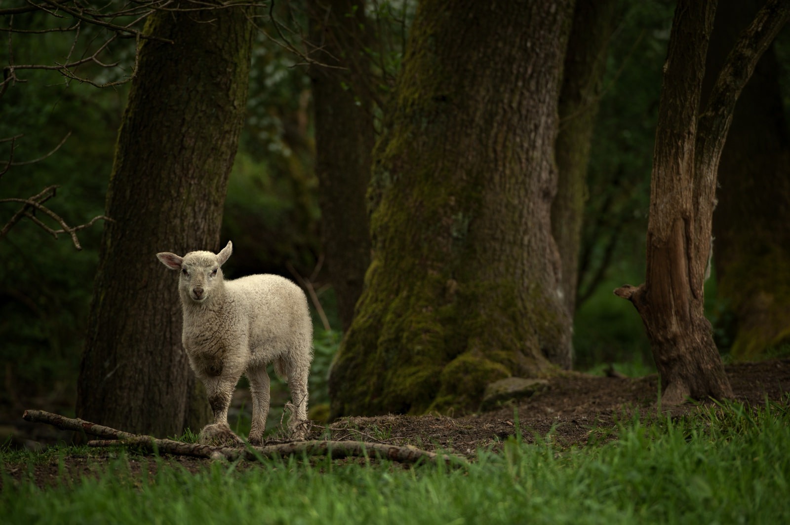 Free download wallpaper Forest, Animal, Sheep on your PC desktop