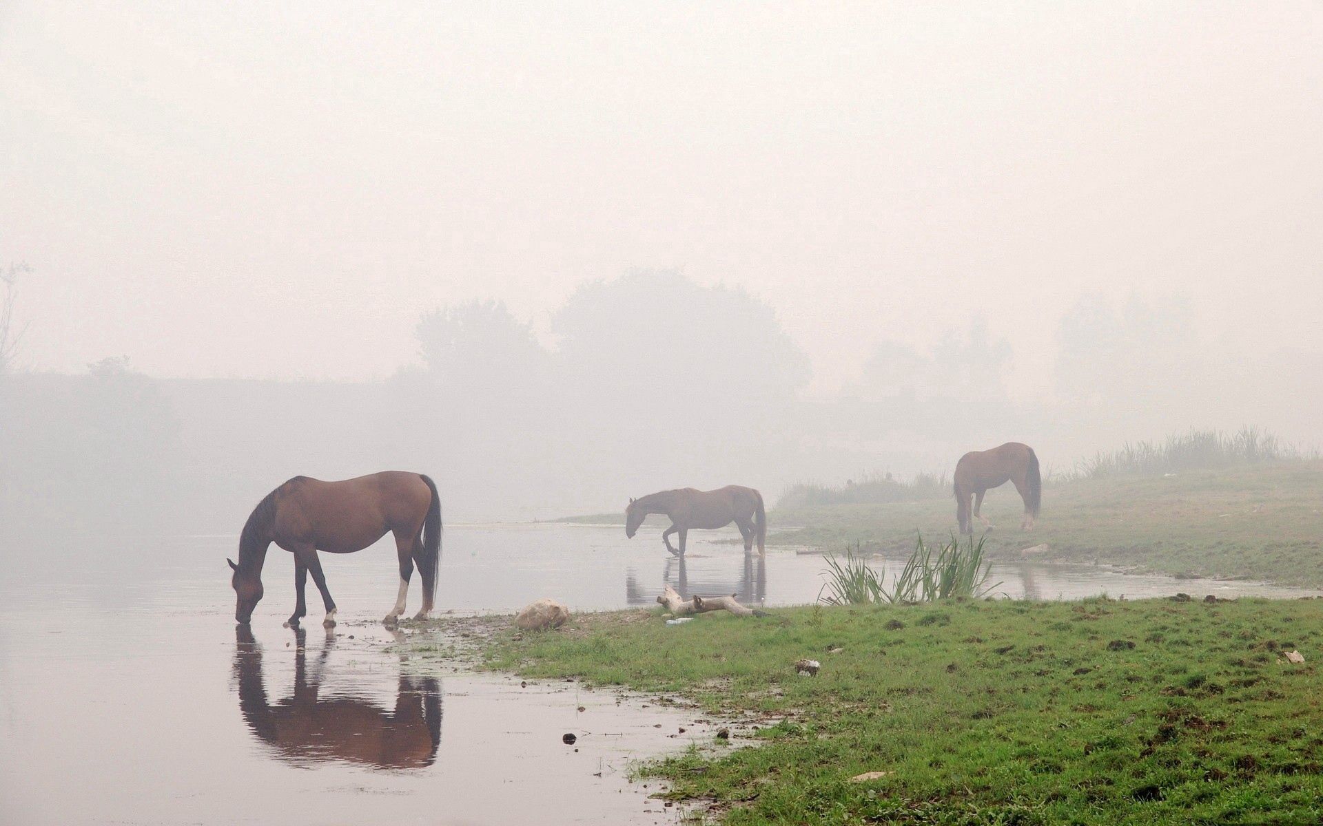 Download mobile wallpaper Animals, Rivers, Sky, Fog, Horses for free.