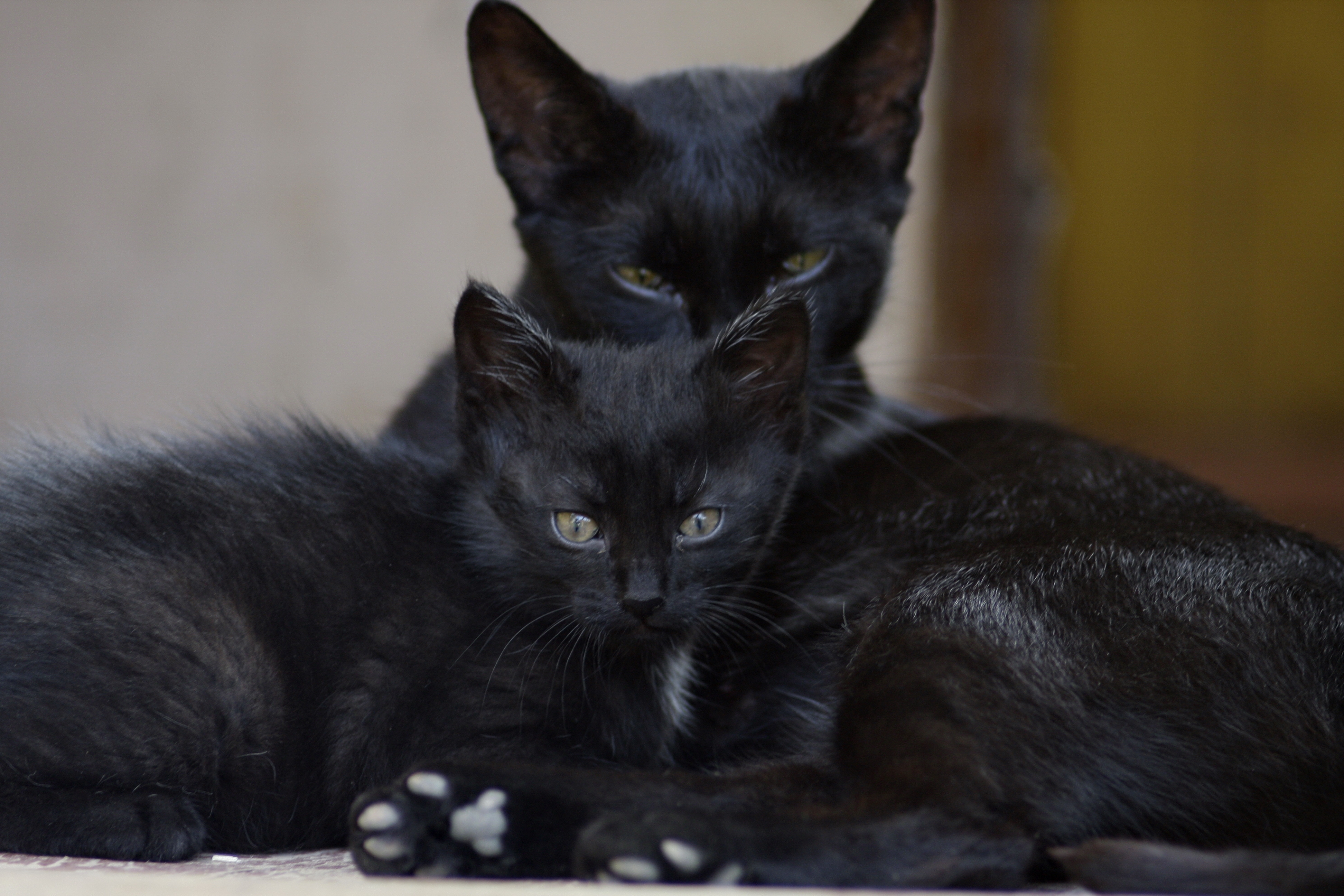 Download mobile wallpaper Black Cats, Animals, Opinion, Sight, Kitty, Kitten, Family for free.