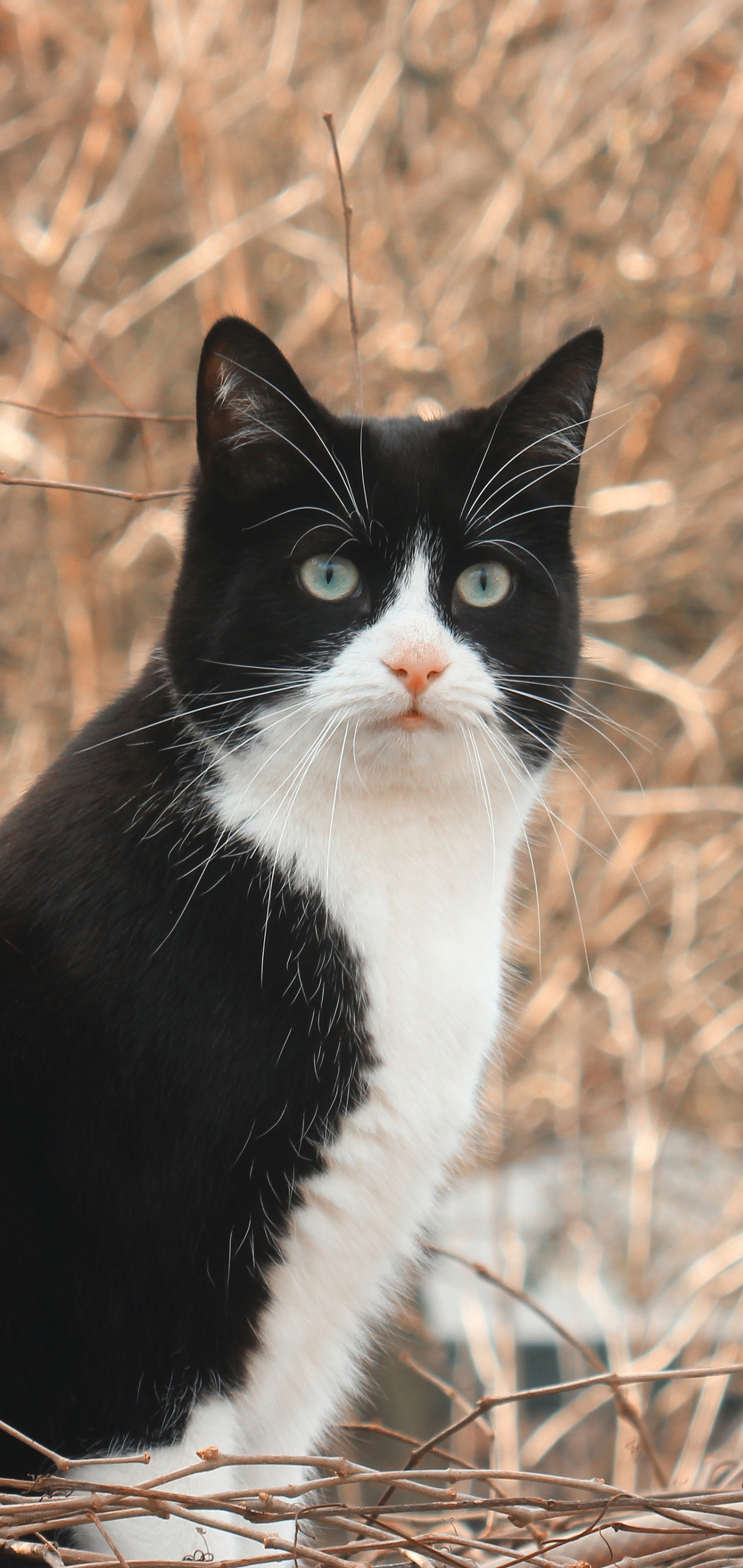 Descarga gratuita de fondo de pantalla para móvil de Animales, Gatos, Gato.