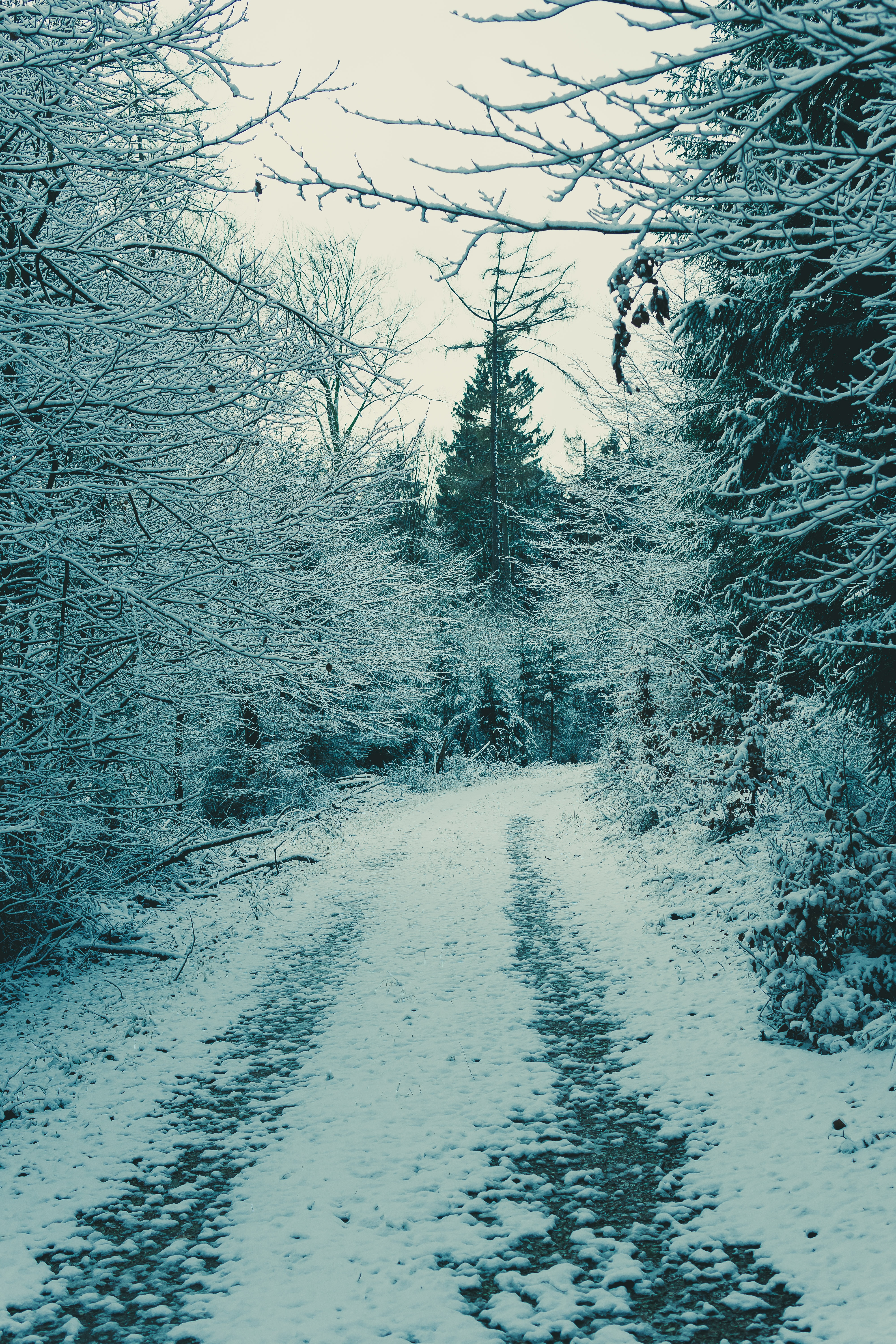 nature, snow, forest, branches, winter forest