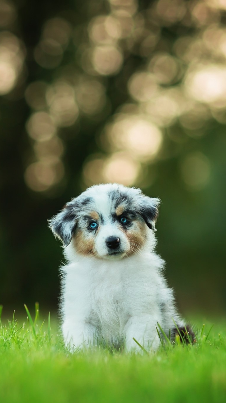 Download mobile wallpaper Dogs, Dog, Animal, Puppy, Bokeh, Australian Shepherd, Baby Animal, Depth Of Field for free.