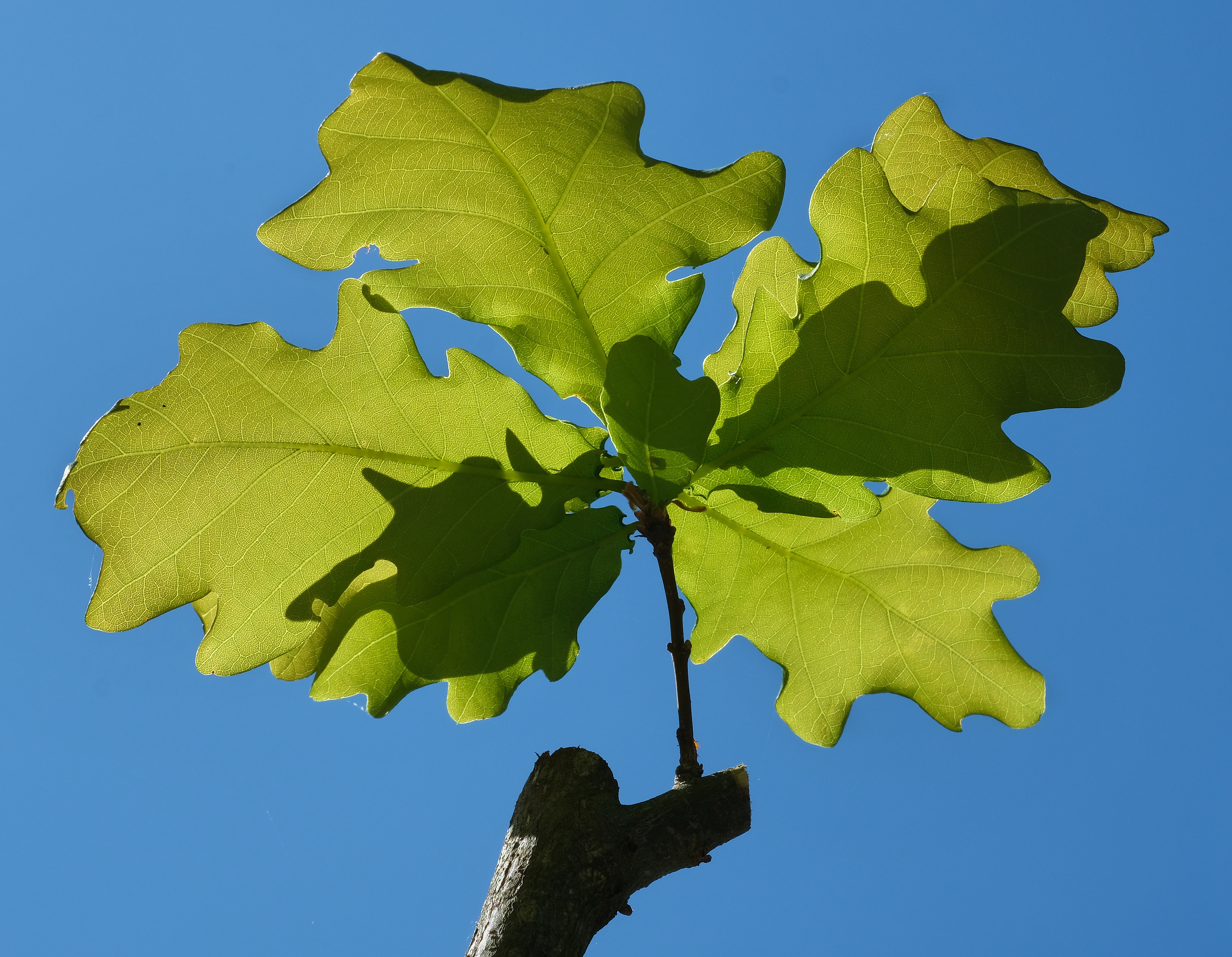 earth, leaf, branch, macro, oak