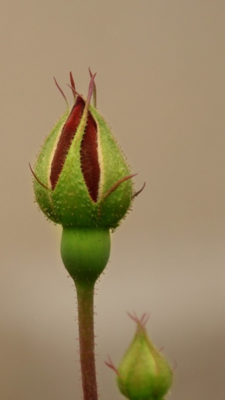 Descarga gratuita de fondo de pantalla para móvil de Flores, Rosa, Tierra/naturaleza.