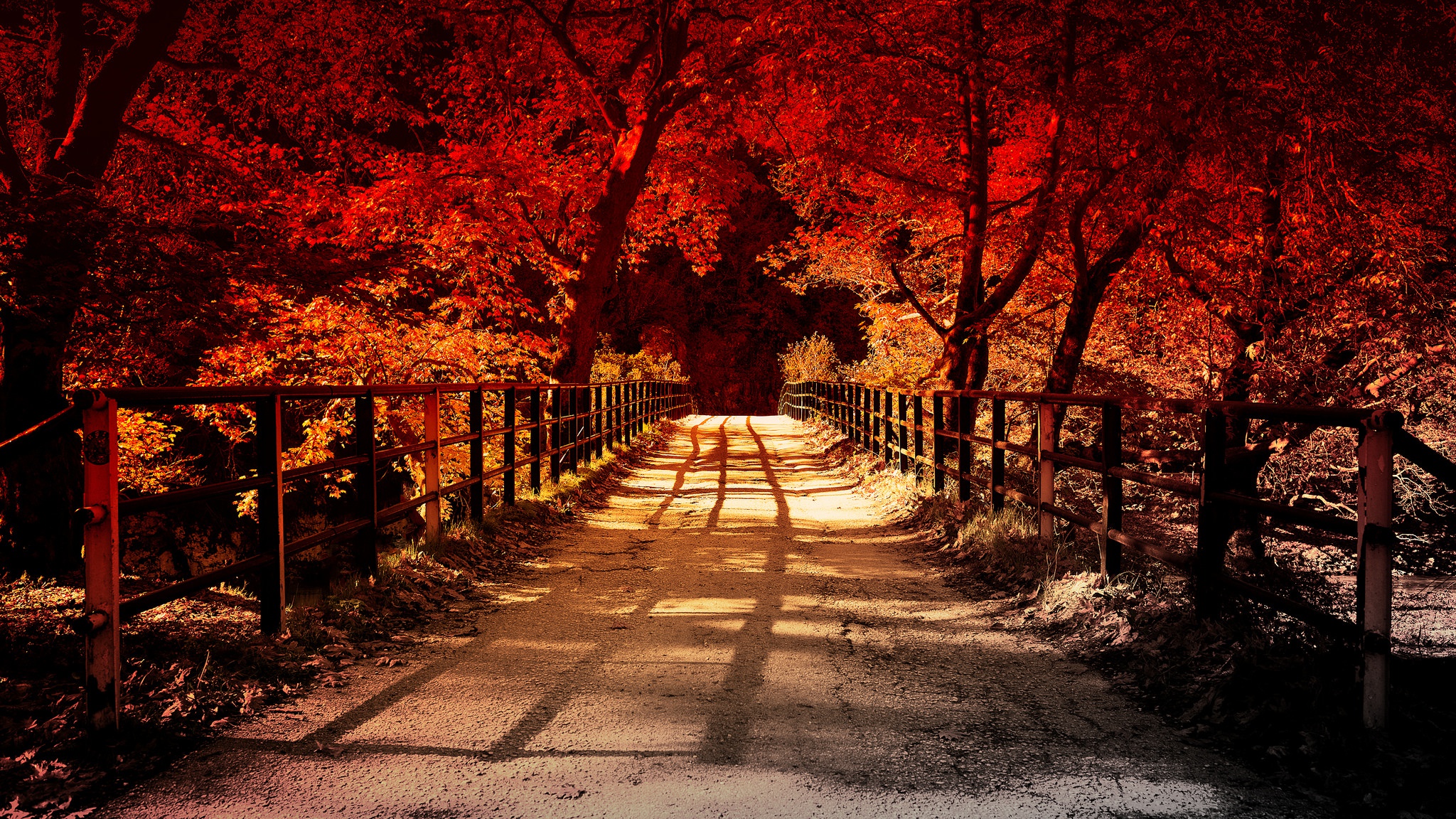 PCデスクトップに自然, 木, 秋, 道, マンメイド画像を無料でダウンロード