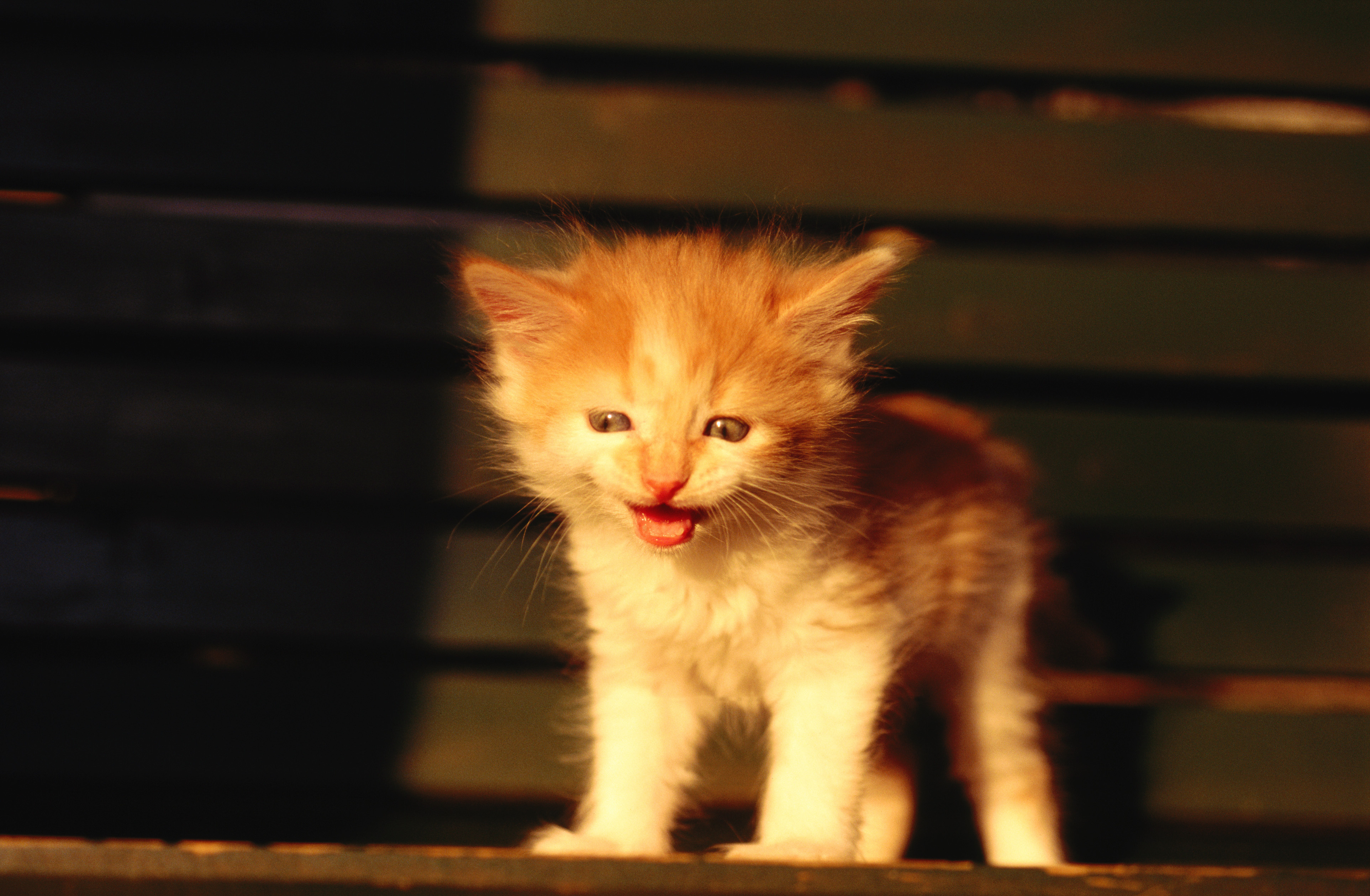 Baixar papel de parede para celular de Animais, Gatos, Gato gratuito.