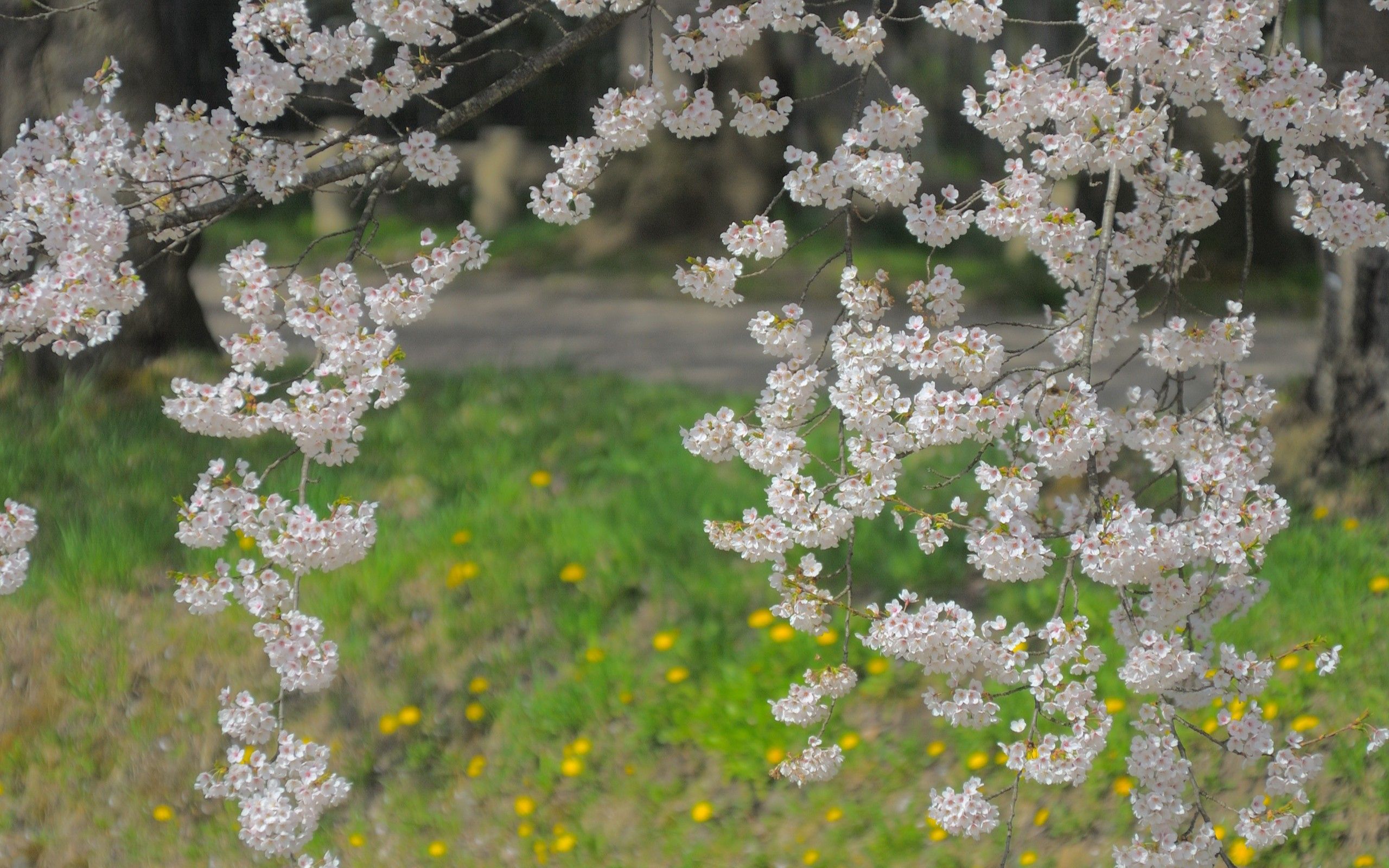 Descarga gratis la imagen Naturaleza, Flores, Hierba, Floración, Florecer, Rama, Primavera en el escritorio de tu PC