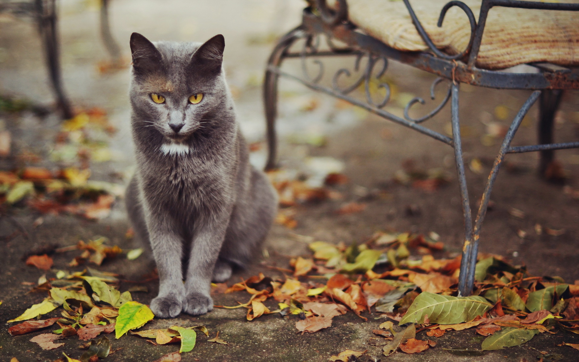 Laden Sie das Tiere, Katzen, Katze-Bild kostenlos auf Ihren PC-Desktop herunter