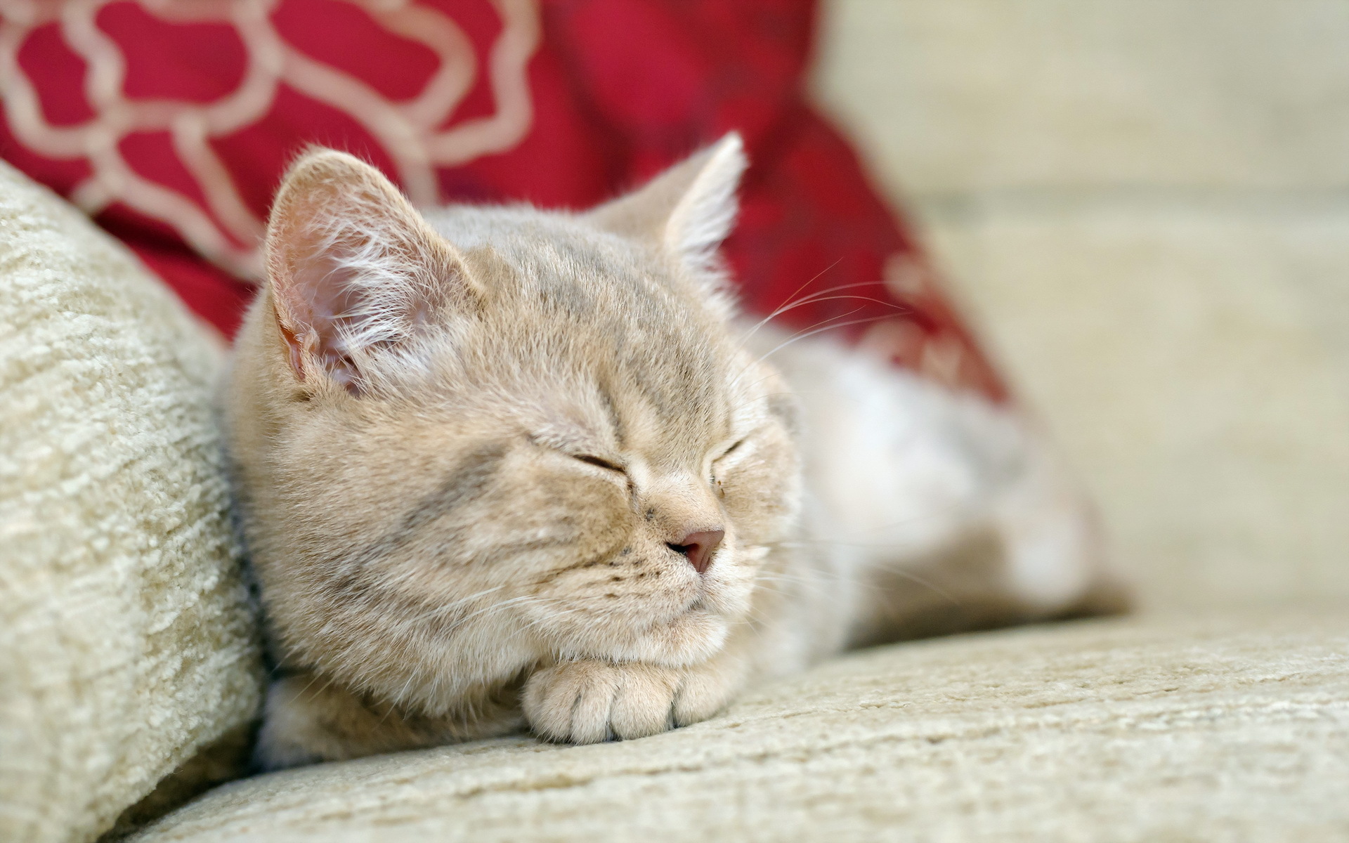 299955 économiseurs d'écran et fonds d'écran Chats sur votre téléphone. Téléchargez  images gratuitement