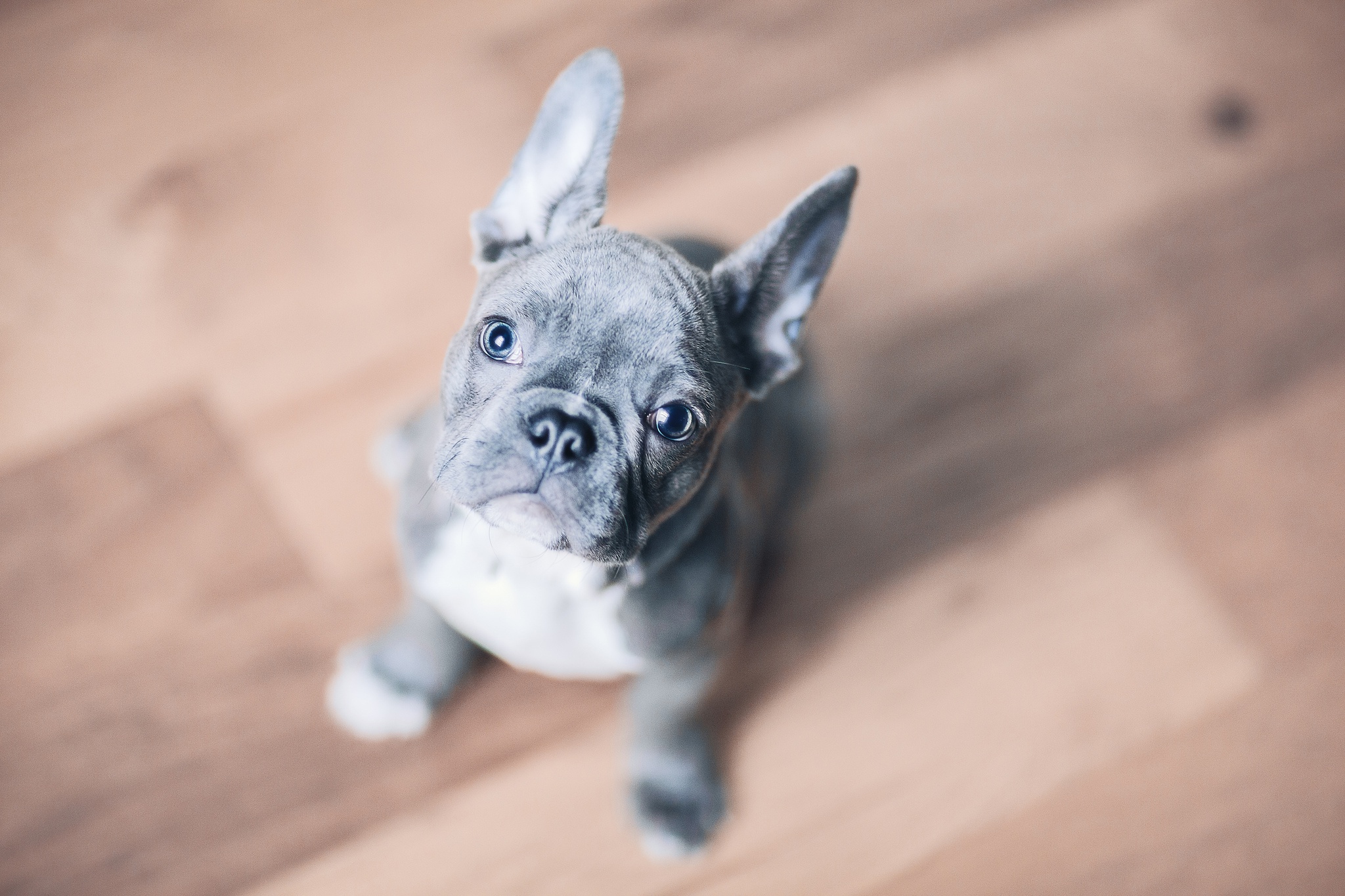 Laden Sie das Tiere, Hunde, Hund, Französisch Bulldogge-Bild kostenlos auf Ihren PC-Desktop herunter