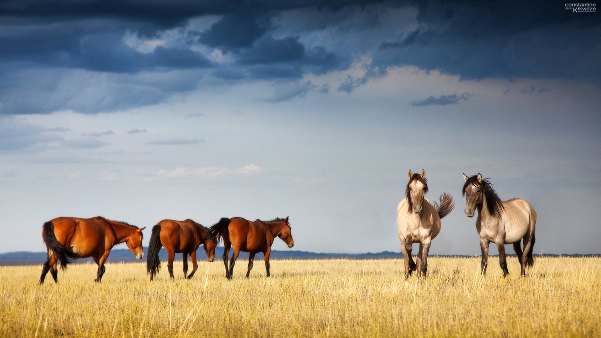 Descarga gratuita de fondo de pantalla para móvil de Animales, Caballo.