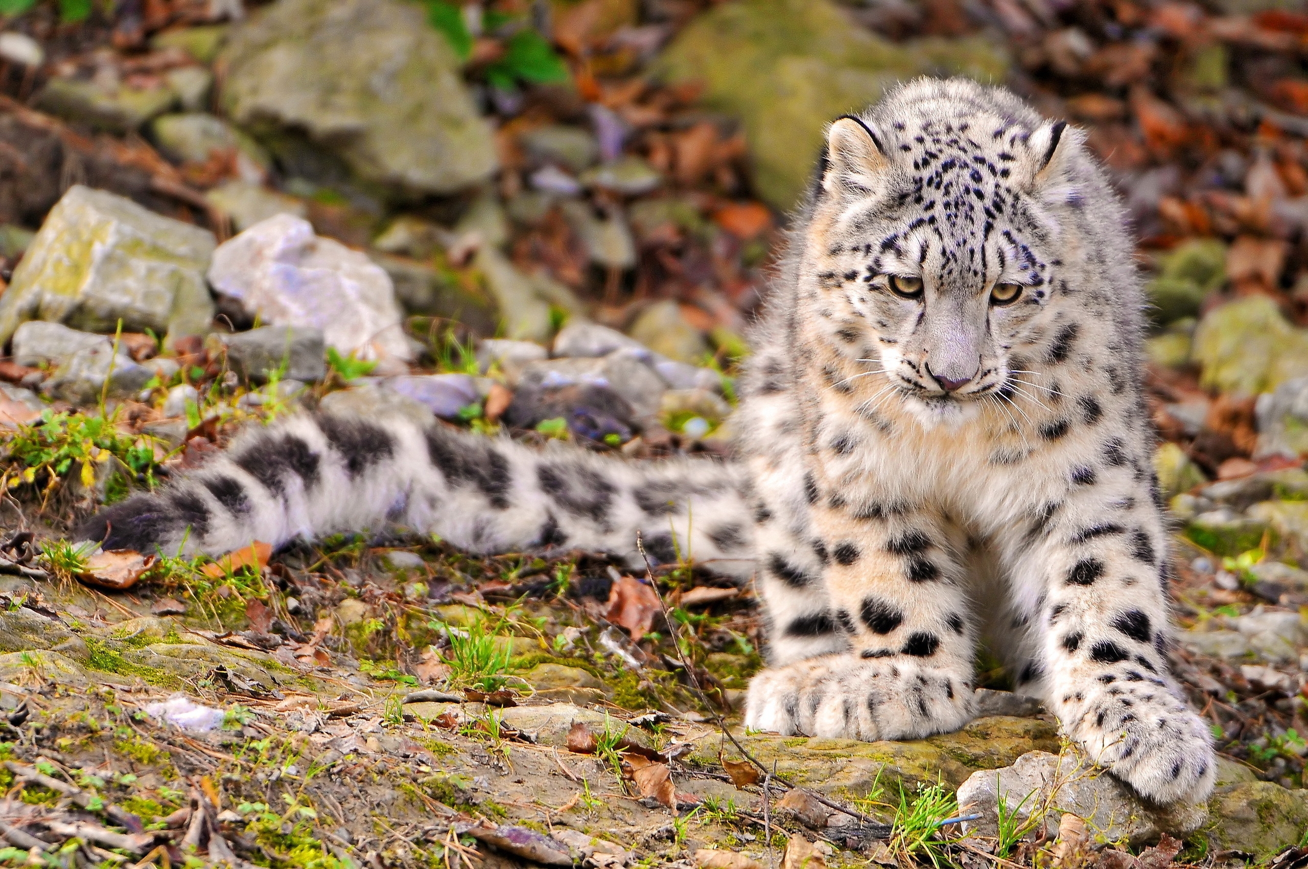 Download mobile wallpaper Grass, Sit, Predator, Big Cat, Animals, Autumn, Snow Leopard for free.