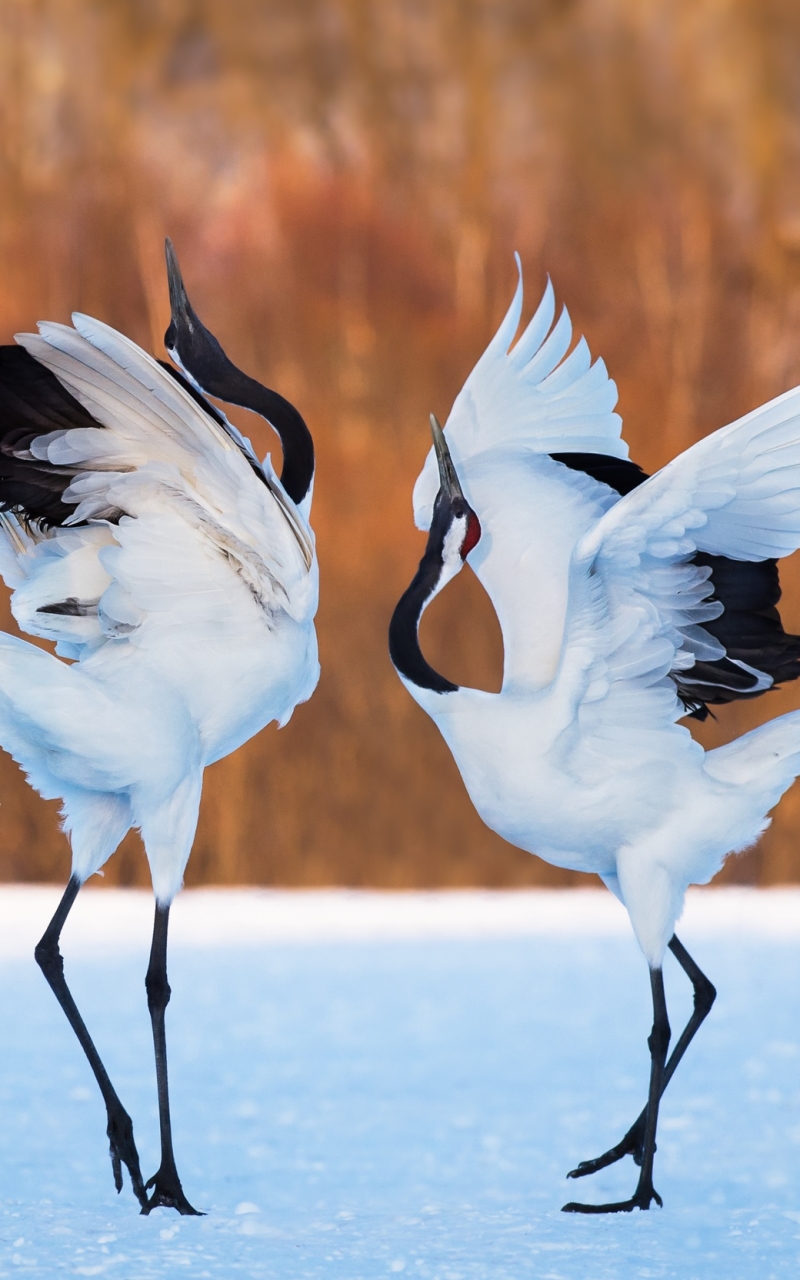 animal, red crowned crane, heron, bird, birds