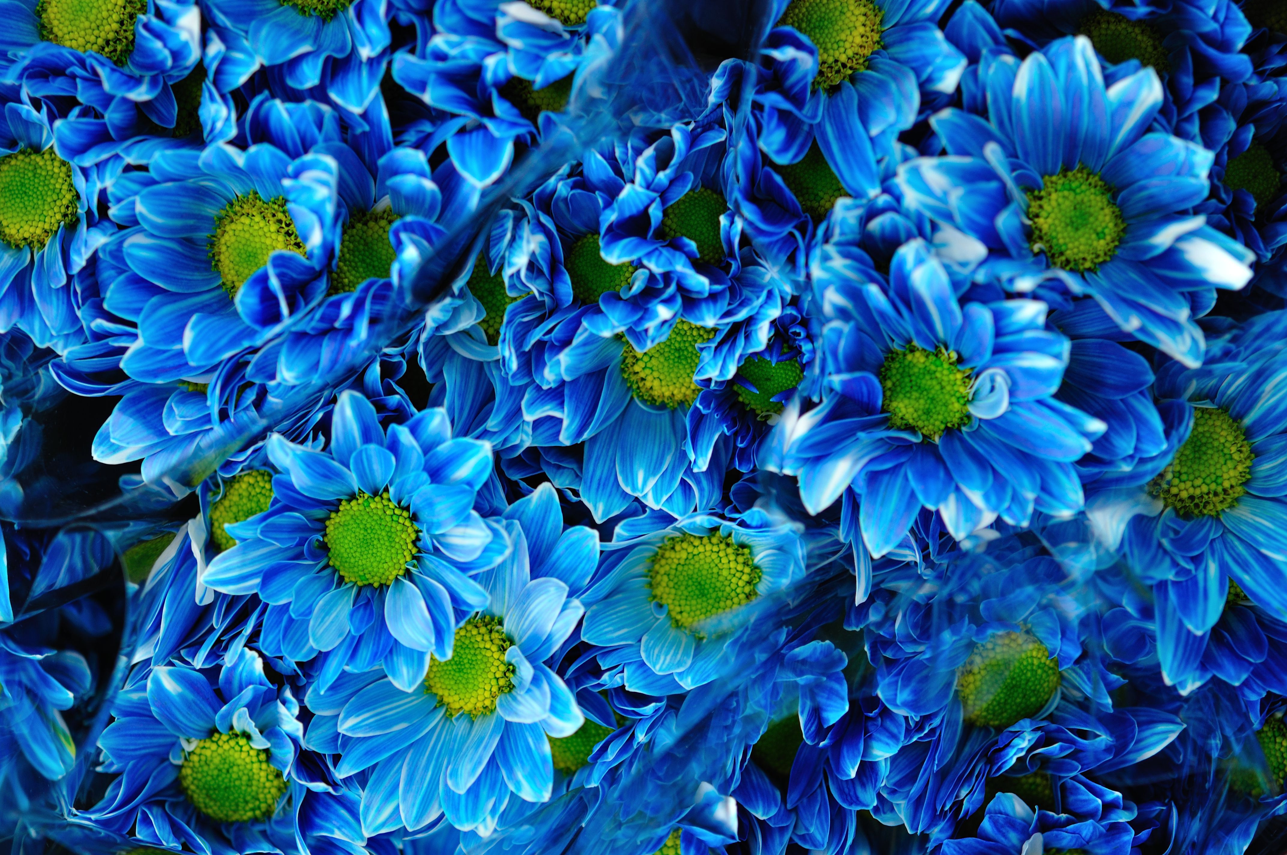 Скачати мобільні шпалери Квітка, Земля, Хризантема, Синя Квітка, Флауерзи безкоштовно.