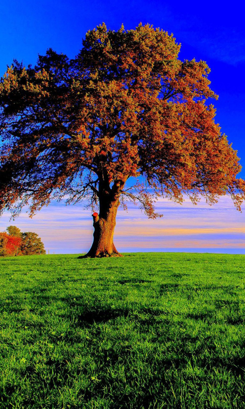 Скачать картинку Деревья, Осень, Дерево, Земля, Поле, Зеленый, Падать, Земля/природа в телефон бесплатно.