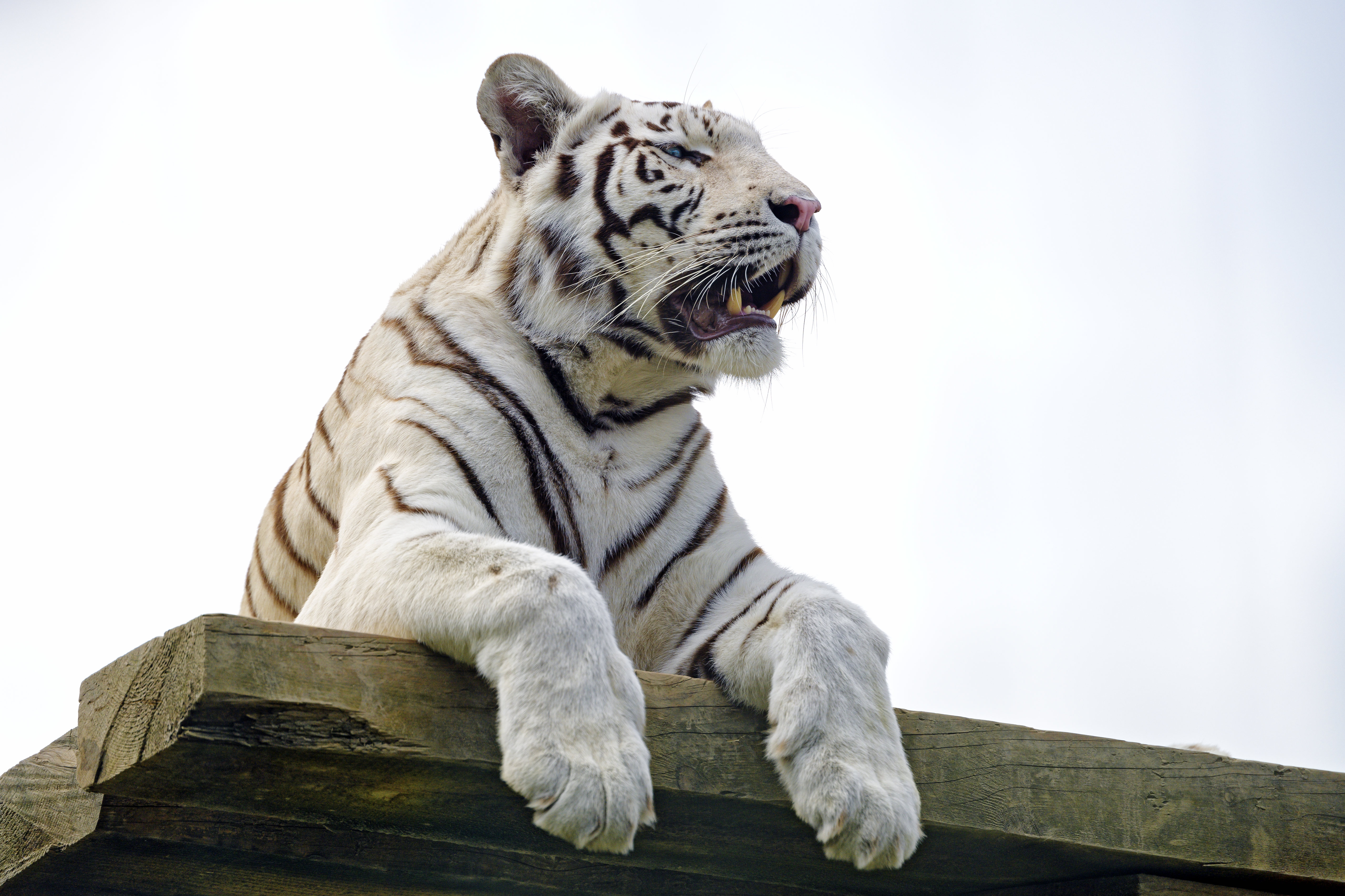 Mobile wallpaper animals, predator, tiger, paws, bengal tiger