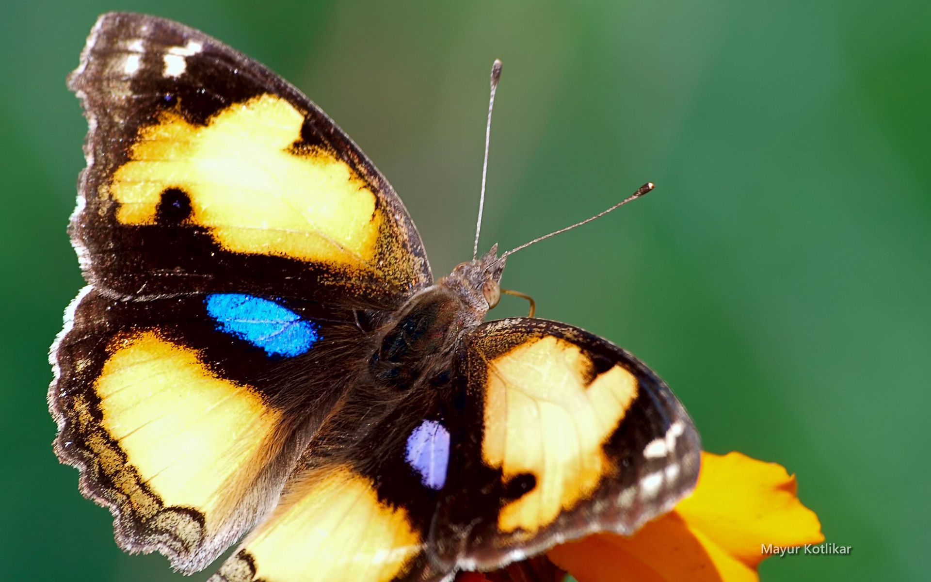 Descarga gratuita de fondo de pantalla para móvil de Animales, Mariposa.