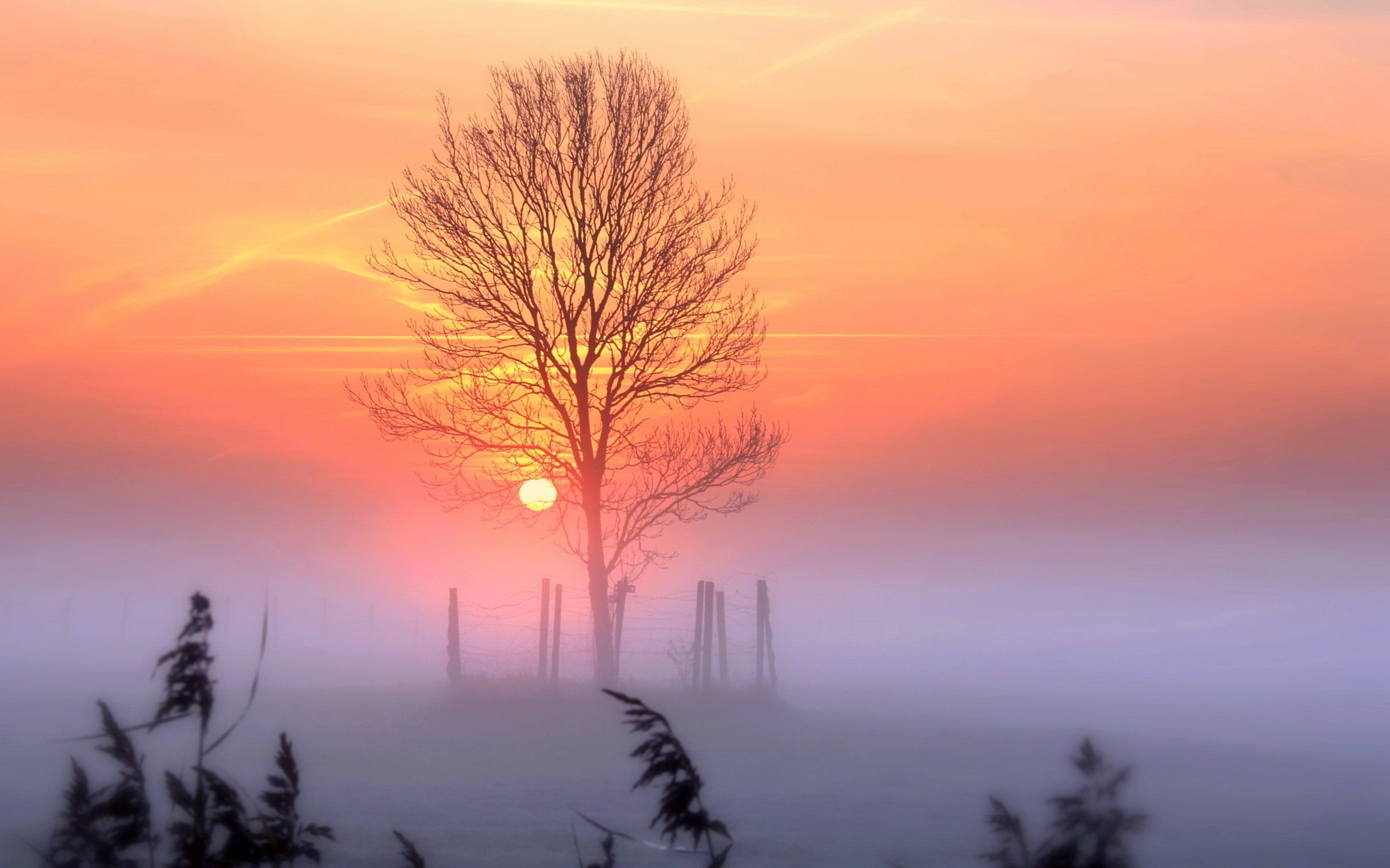 Download mobile wallpaper Winter, Sunset, Tree, Fog, Earth for free.