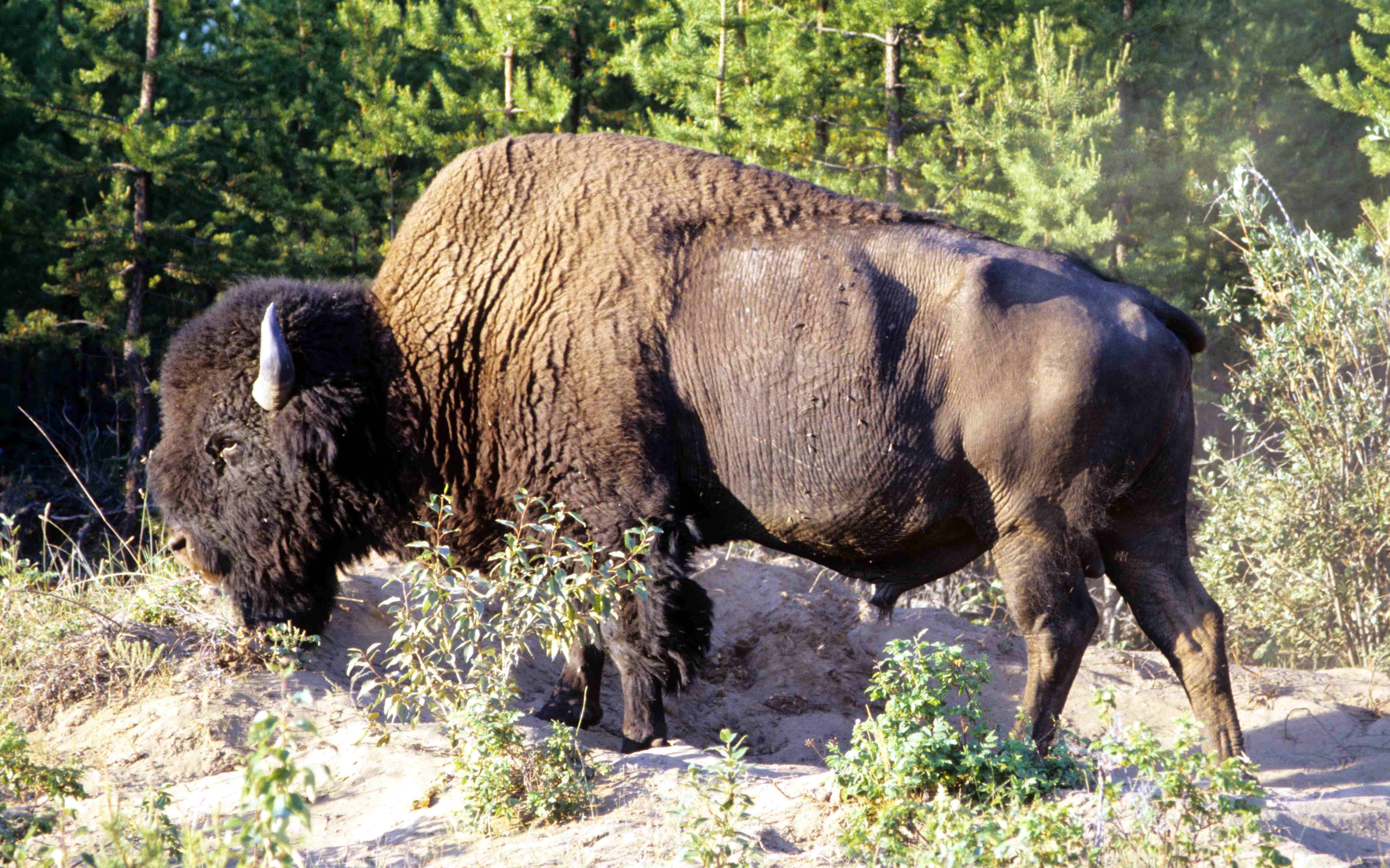 animal, american bison