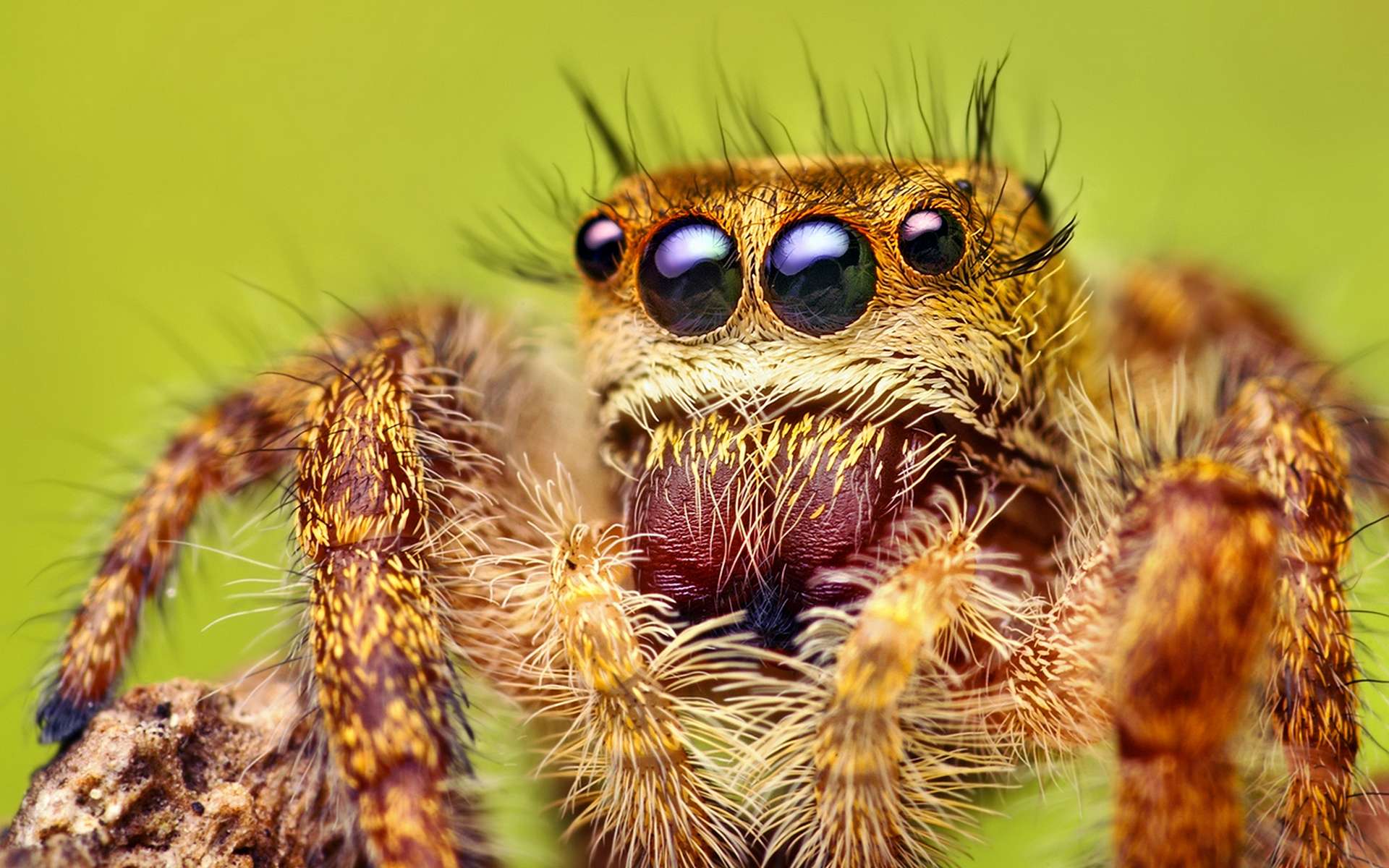 288113 завантажити картинку тварина, павук, павук стрибунець, павуки - шпалери і заставки безкоштовно