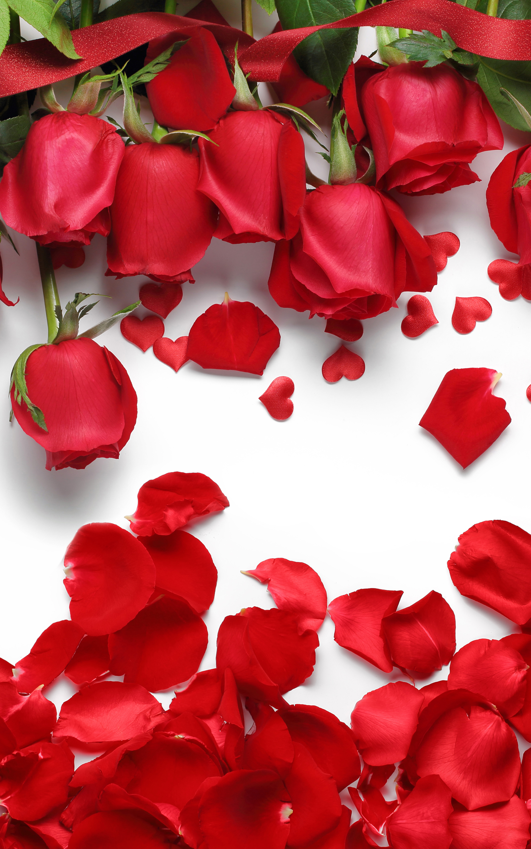 Download mobile wallpaper Flowers, Flower, Rose, Earth, Petal, Red Rose, Red Flower for free.