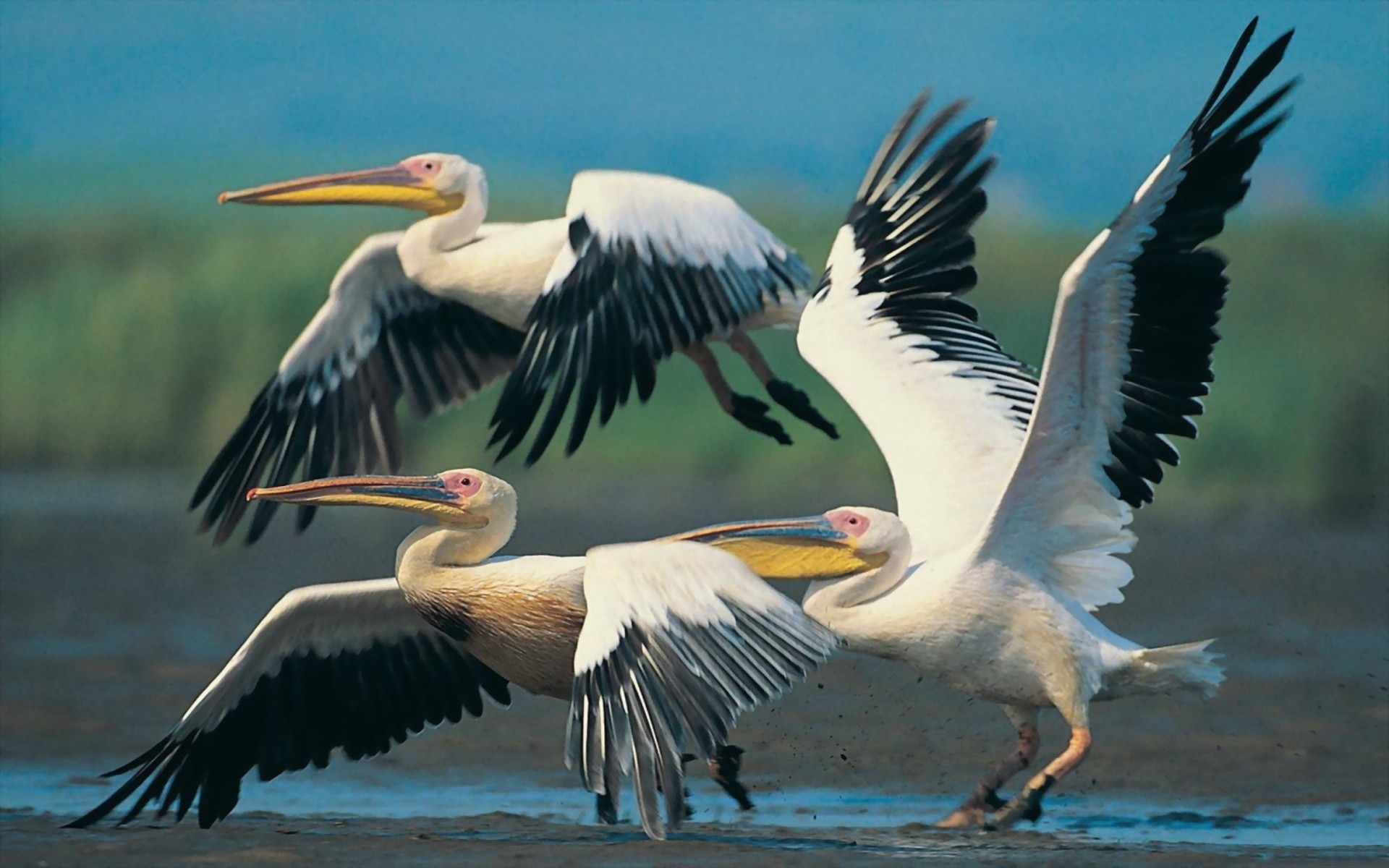 270014 Hintergrundbild herunterladen tiere, pelikan, vögel - Bildschirmschoner und Bilder kostenlos