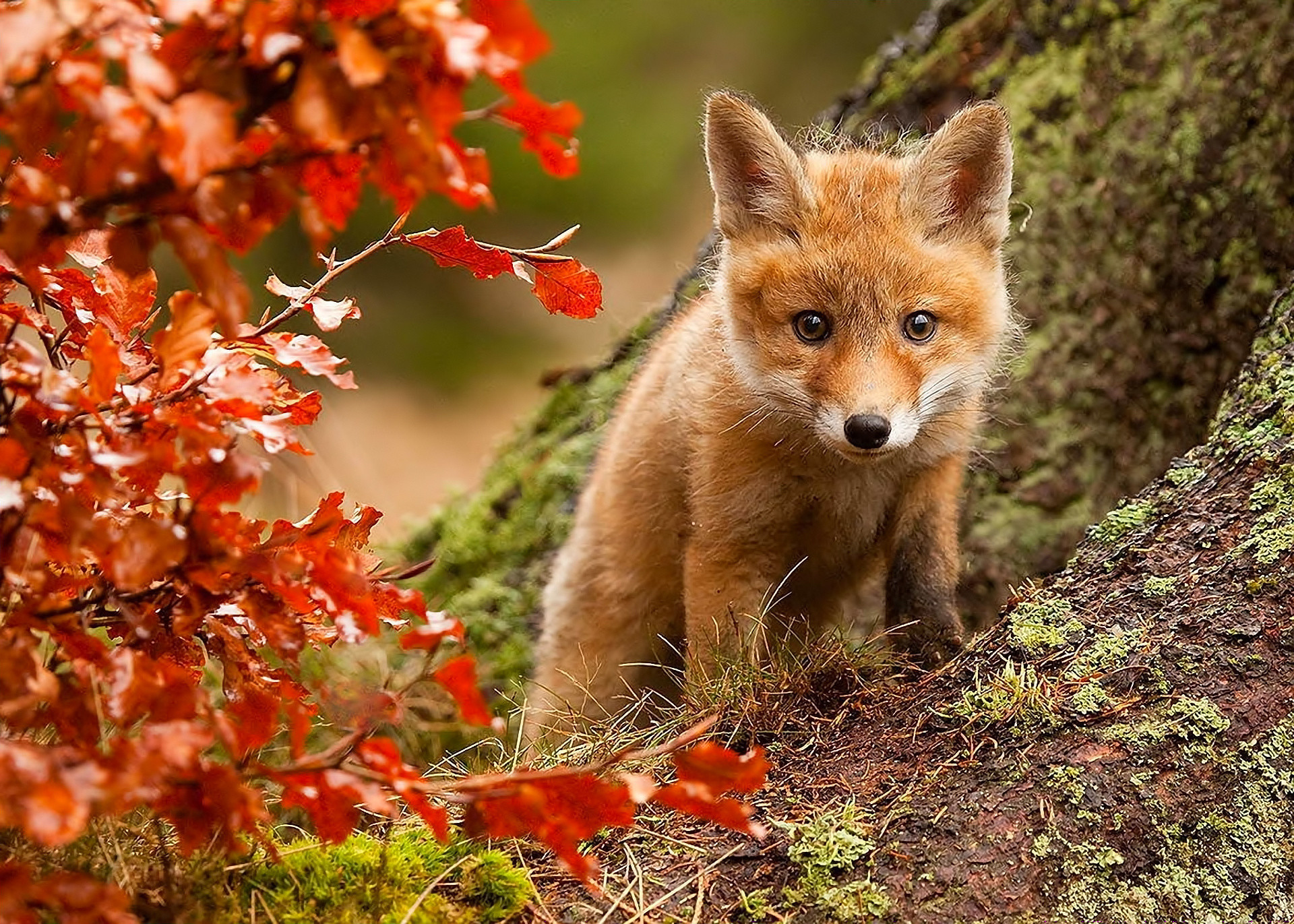 Free download wallpaper Fox, Fall, Animal, Baby Animal, Cub on your PC desktop